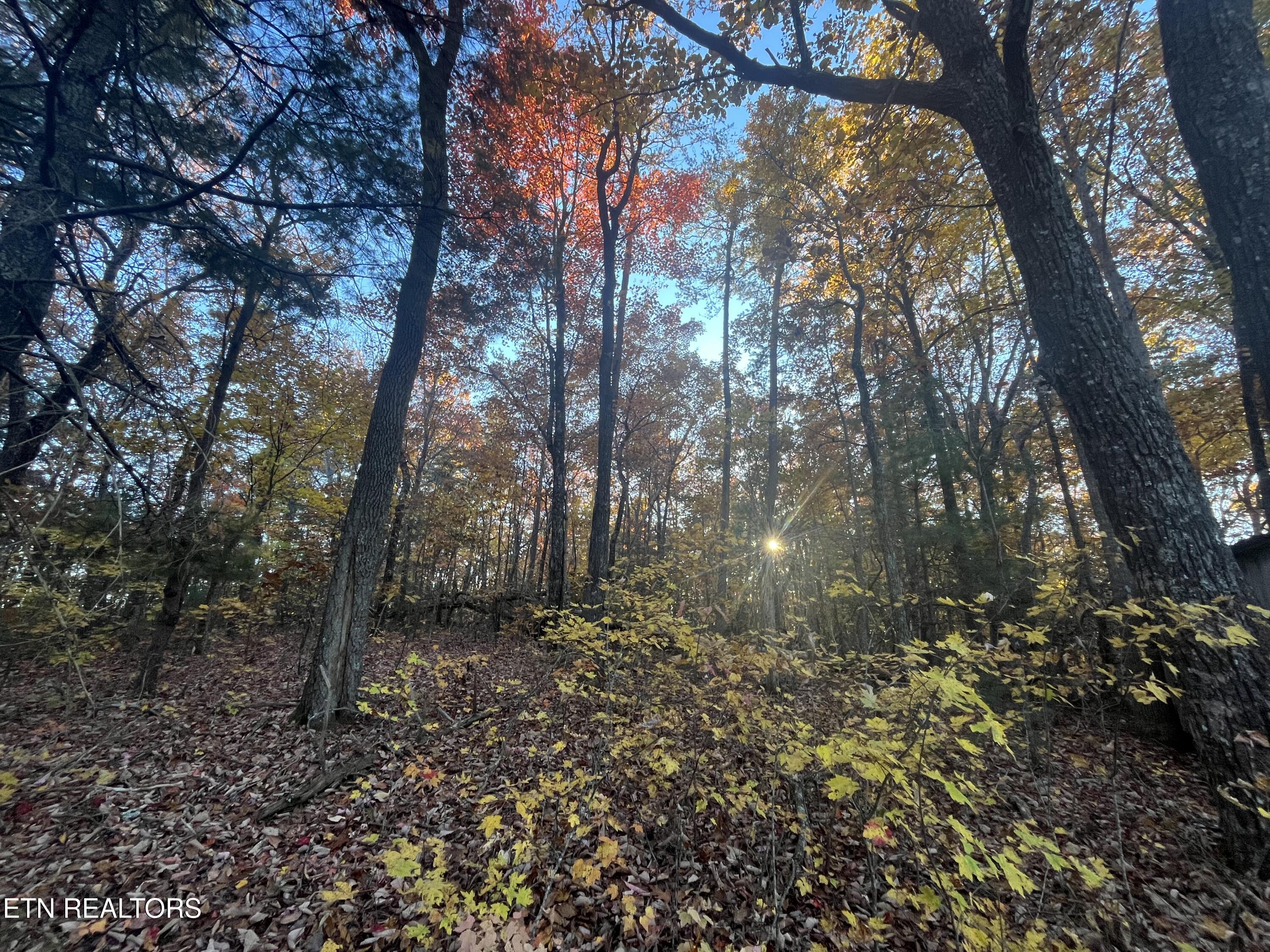 27.42 Ac Black Mountain Road Tellico Plains TN 37385