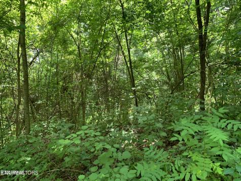 Cavalry Road New Tazewell TN 37825