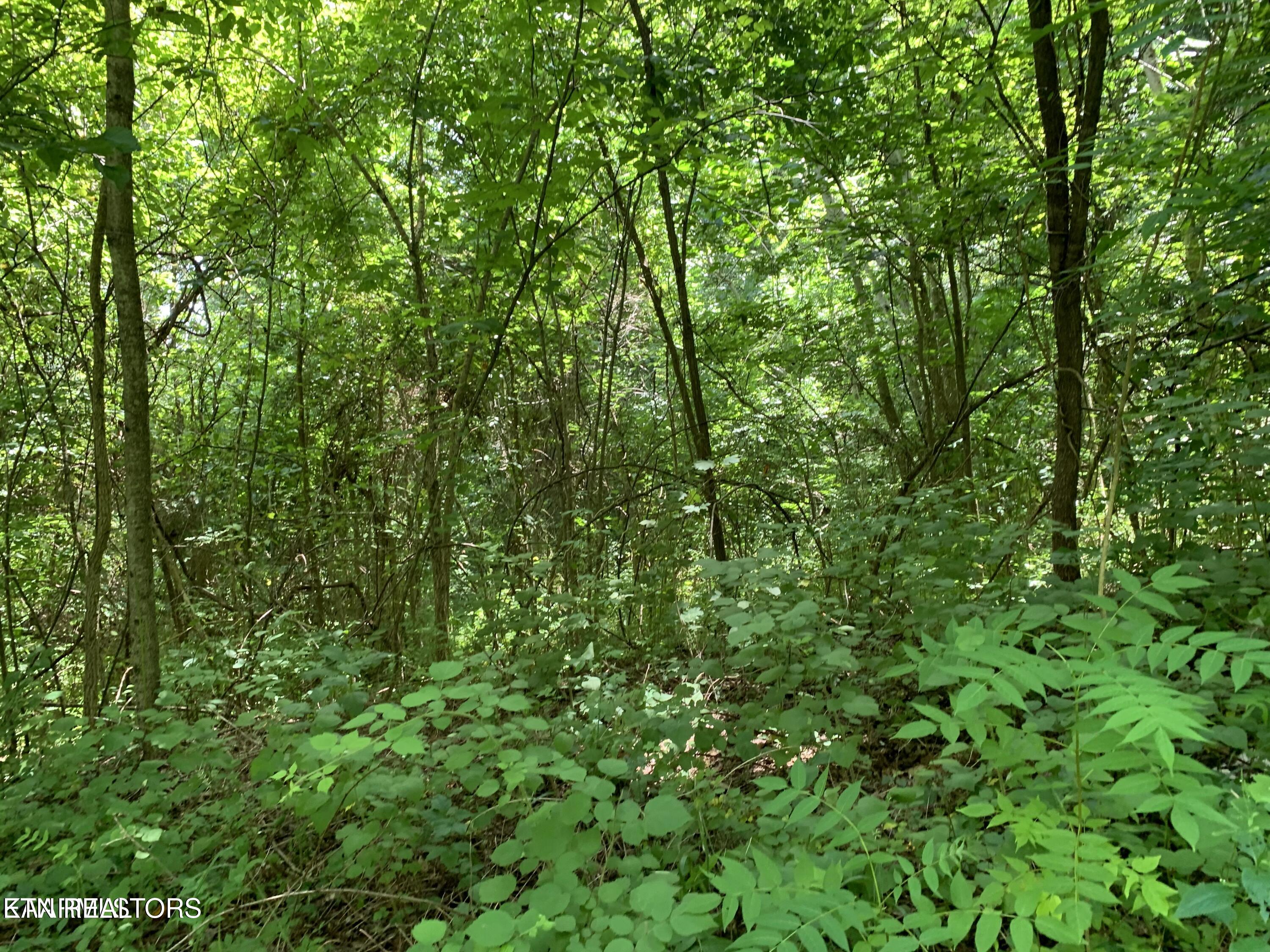 Cavalry Road New Tazewell TN 37825
