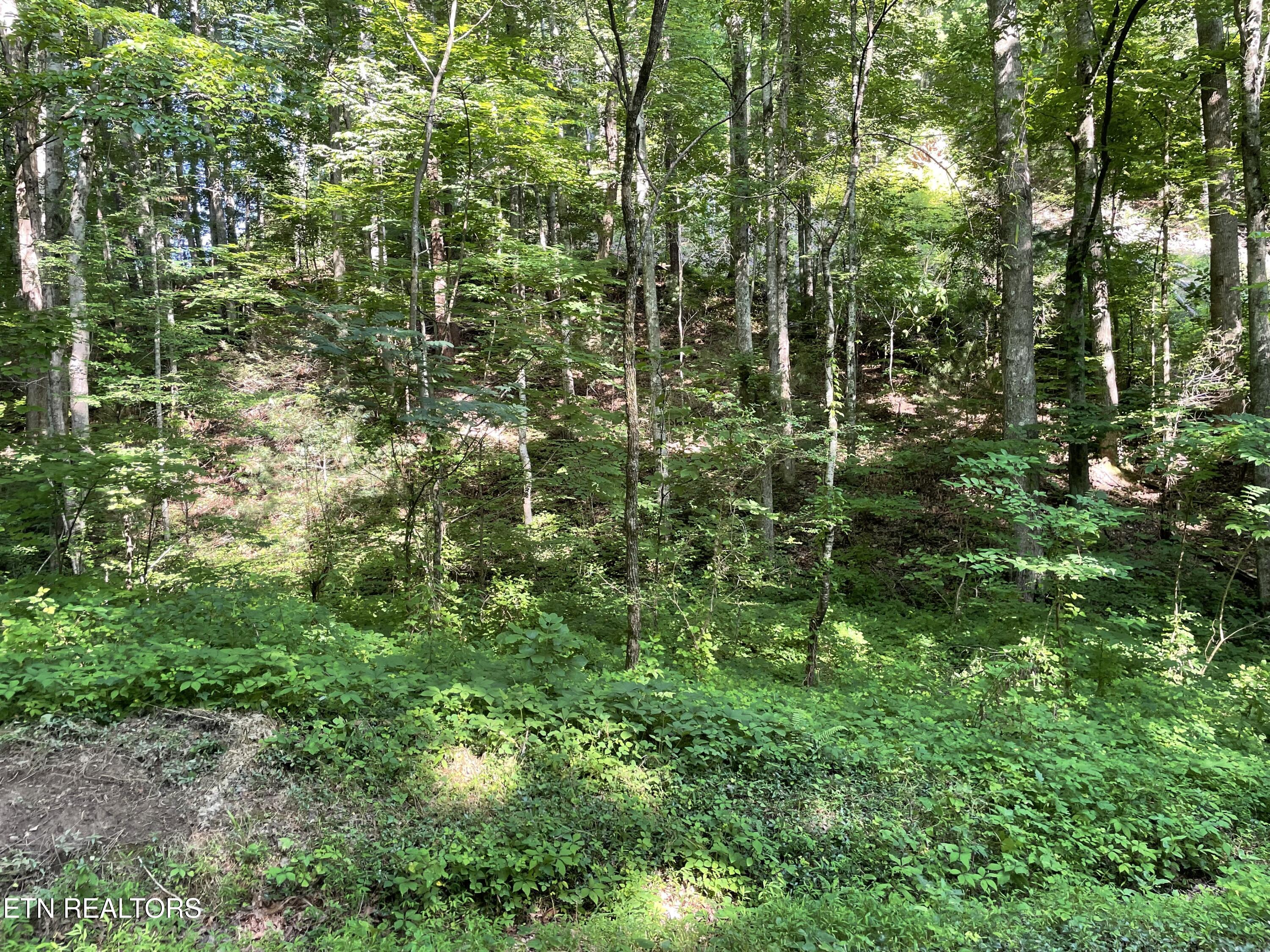 Turkey Creek Road Tellico Plains TN 37385