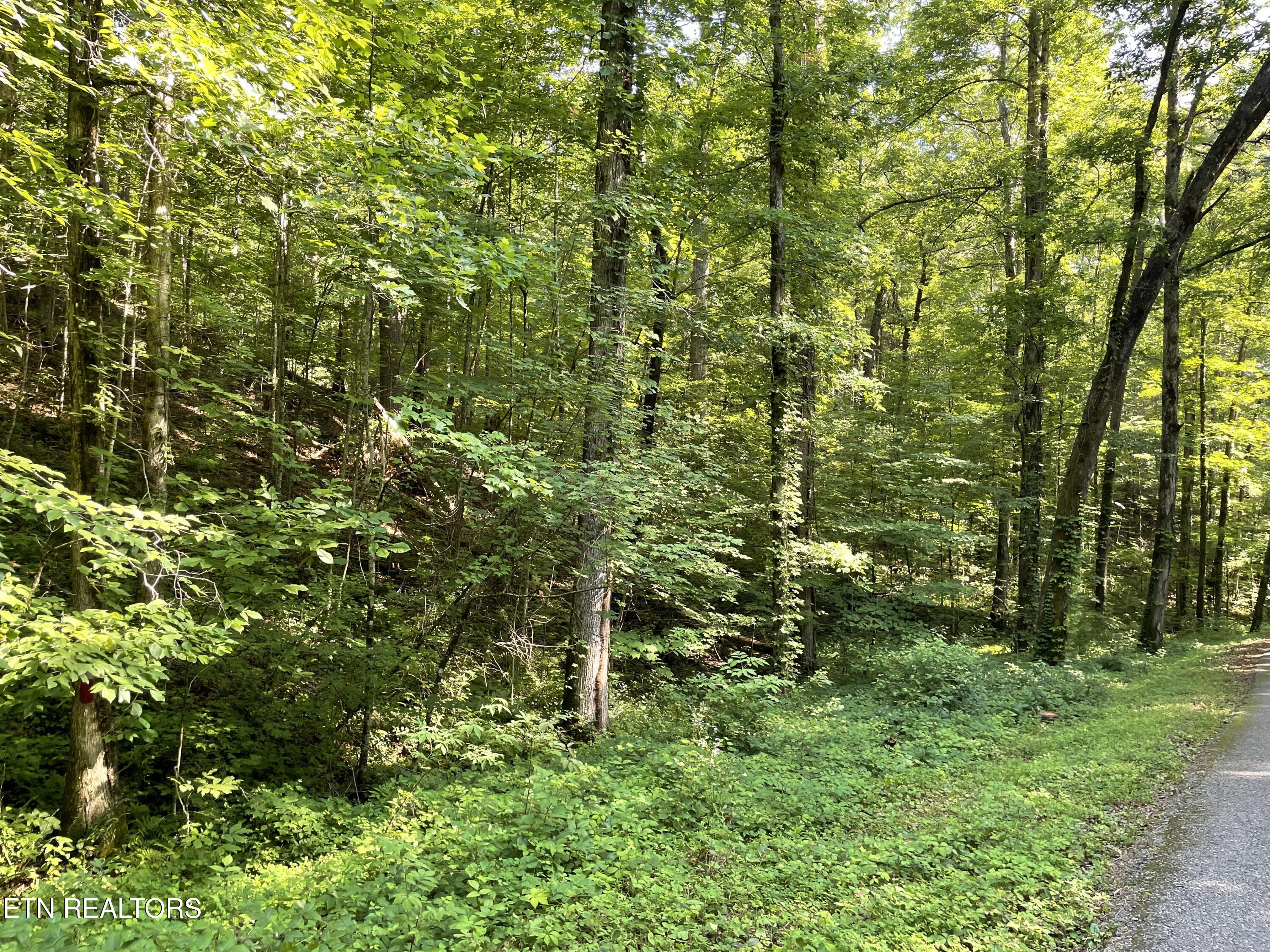 Turkey Creek Road Tellico Plains TN 37385
