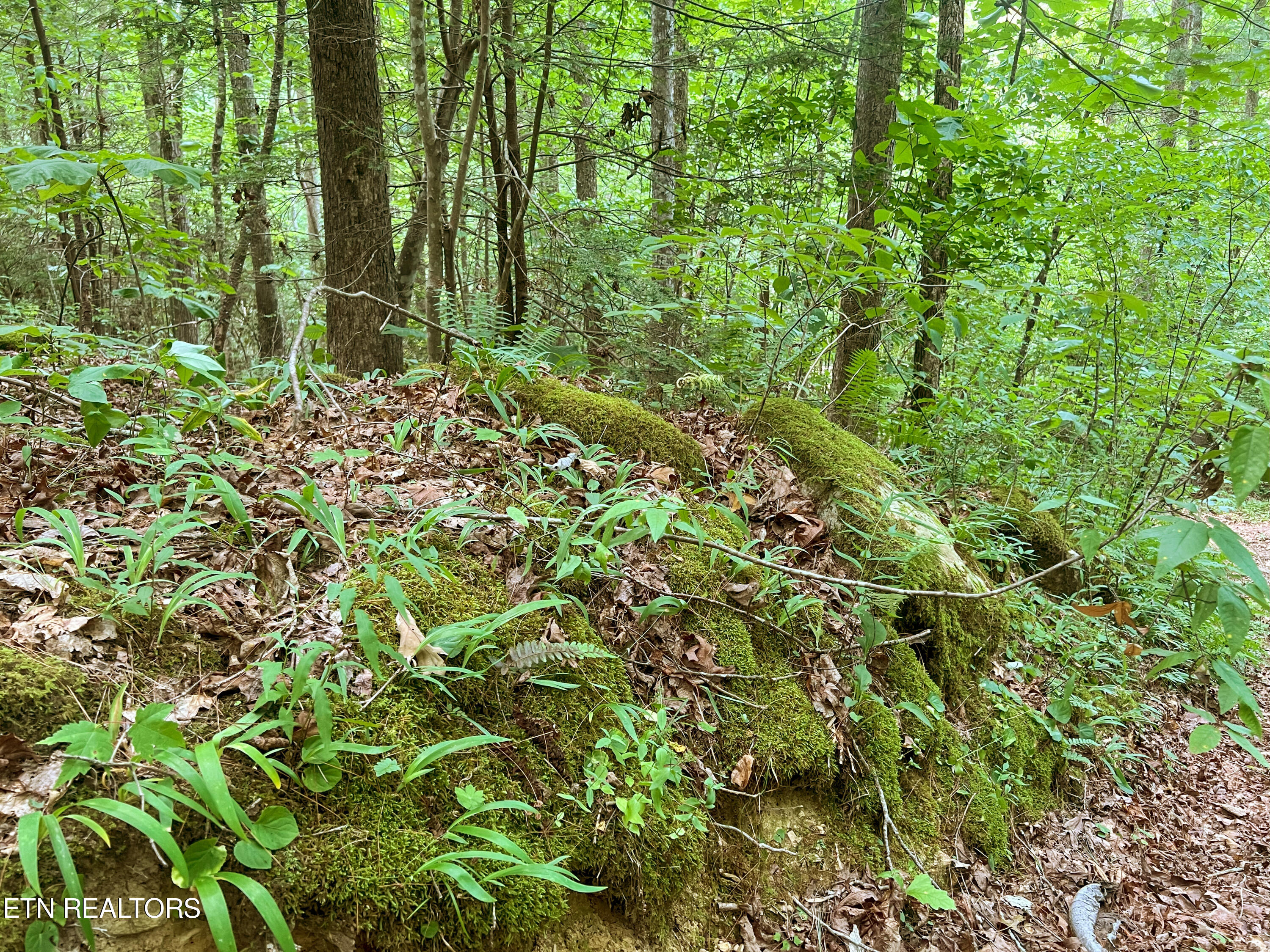 Big Spring Road Oneida TN 37841