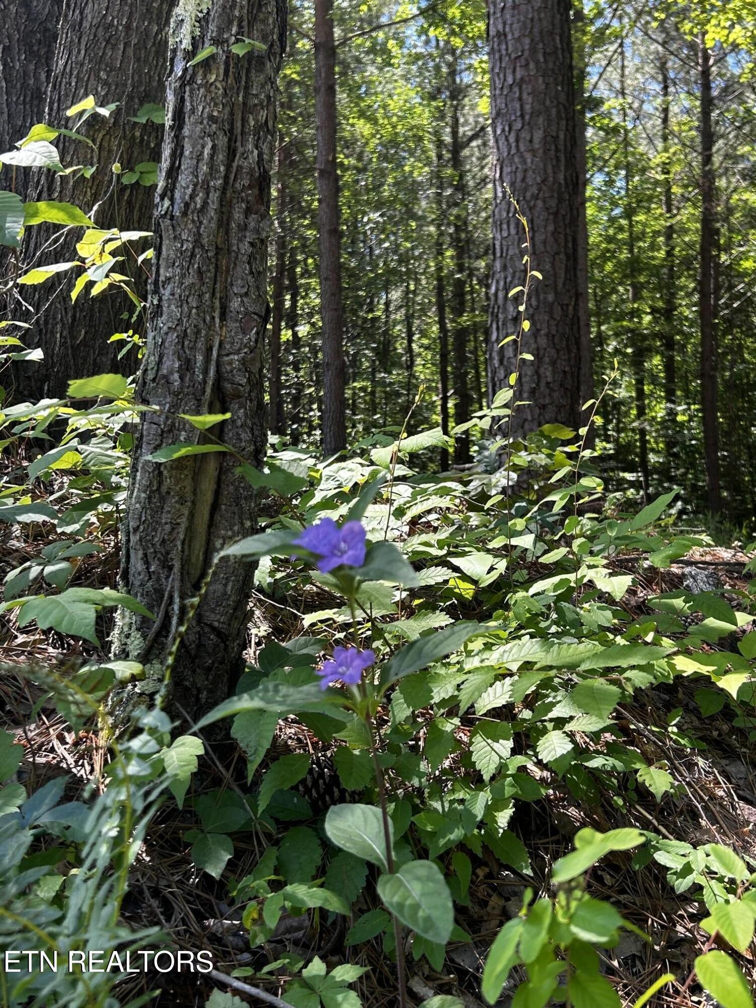 34 Acres State Highway 304 Ten Mile TN 37880