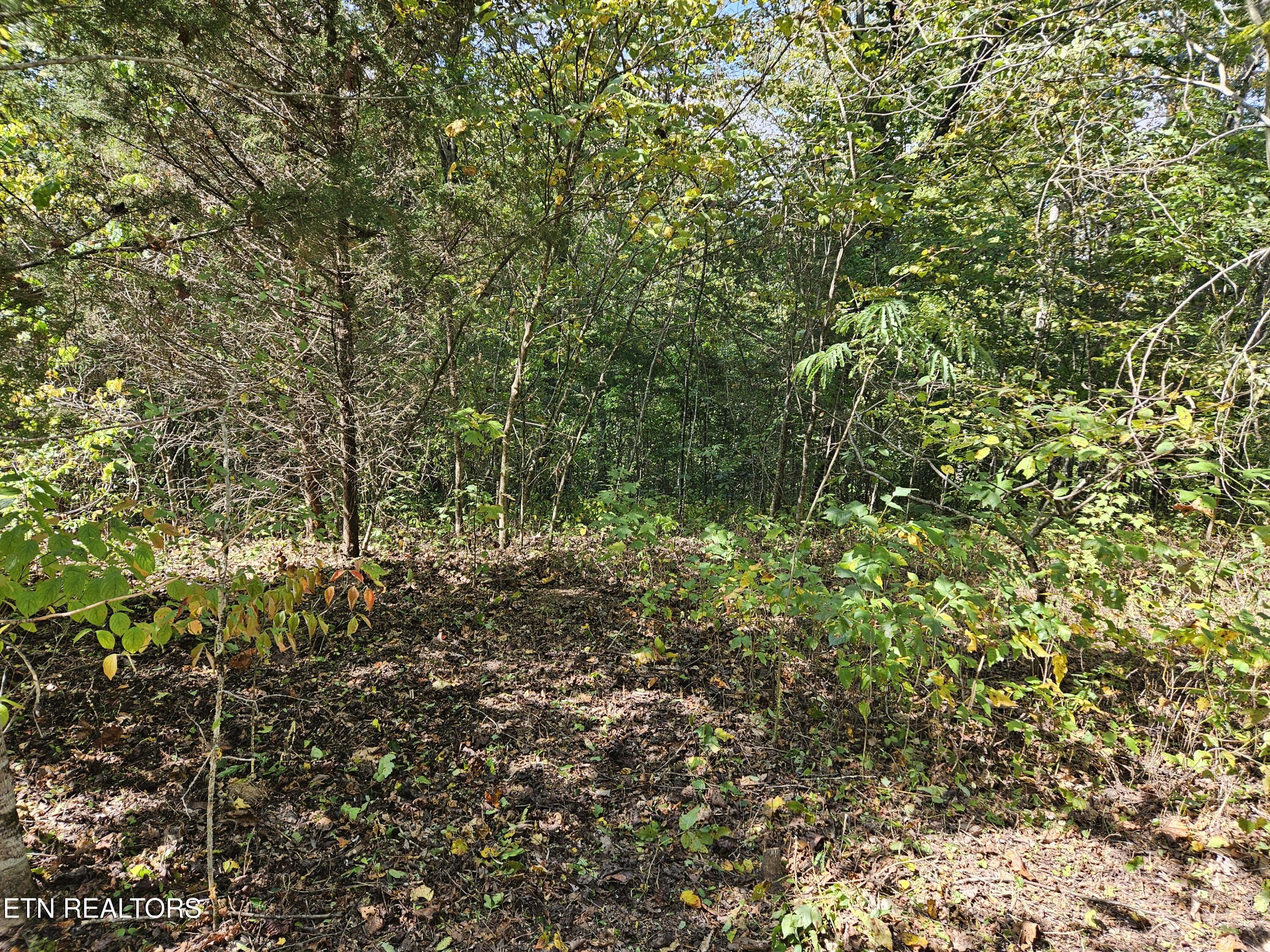 Lot 17 Saddleridge Drive Speedwell TN 37870