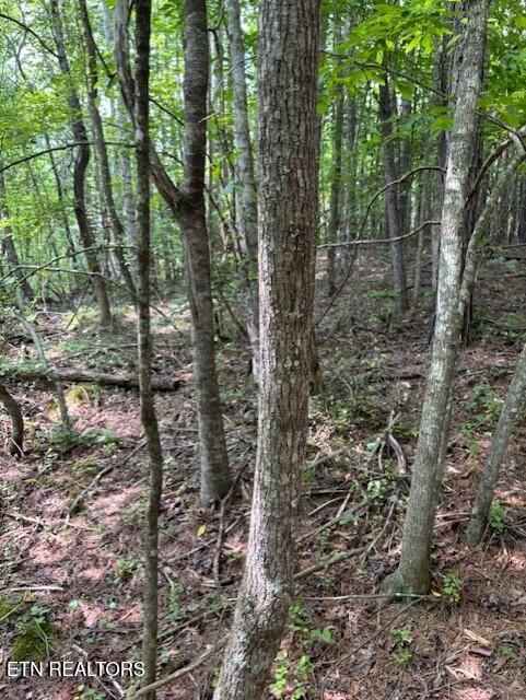 Indigo Bunting Drive Harriman TN 37748