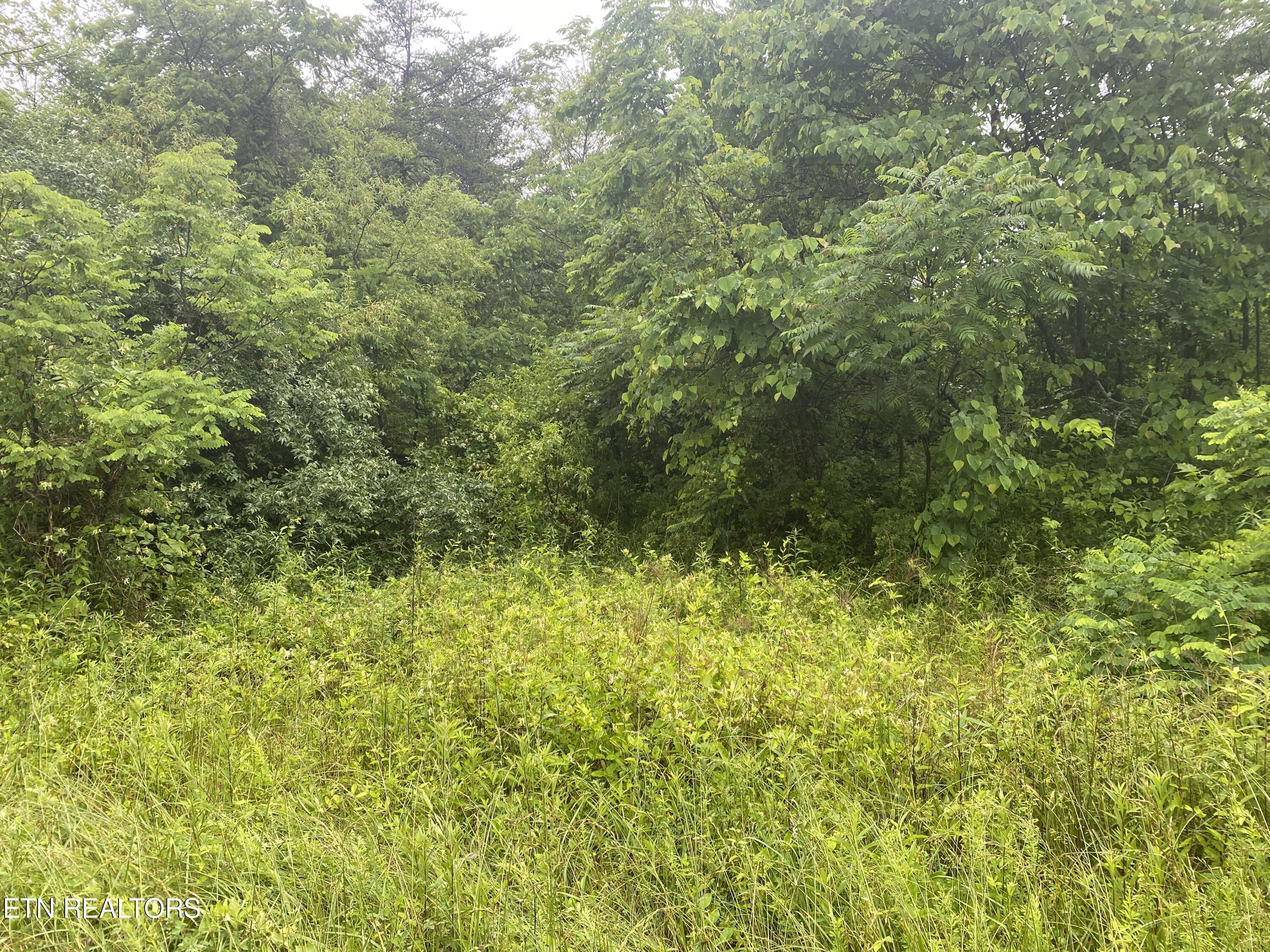Lot # 11 Stanley Creek Road Oneida TN 37841