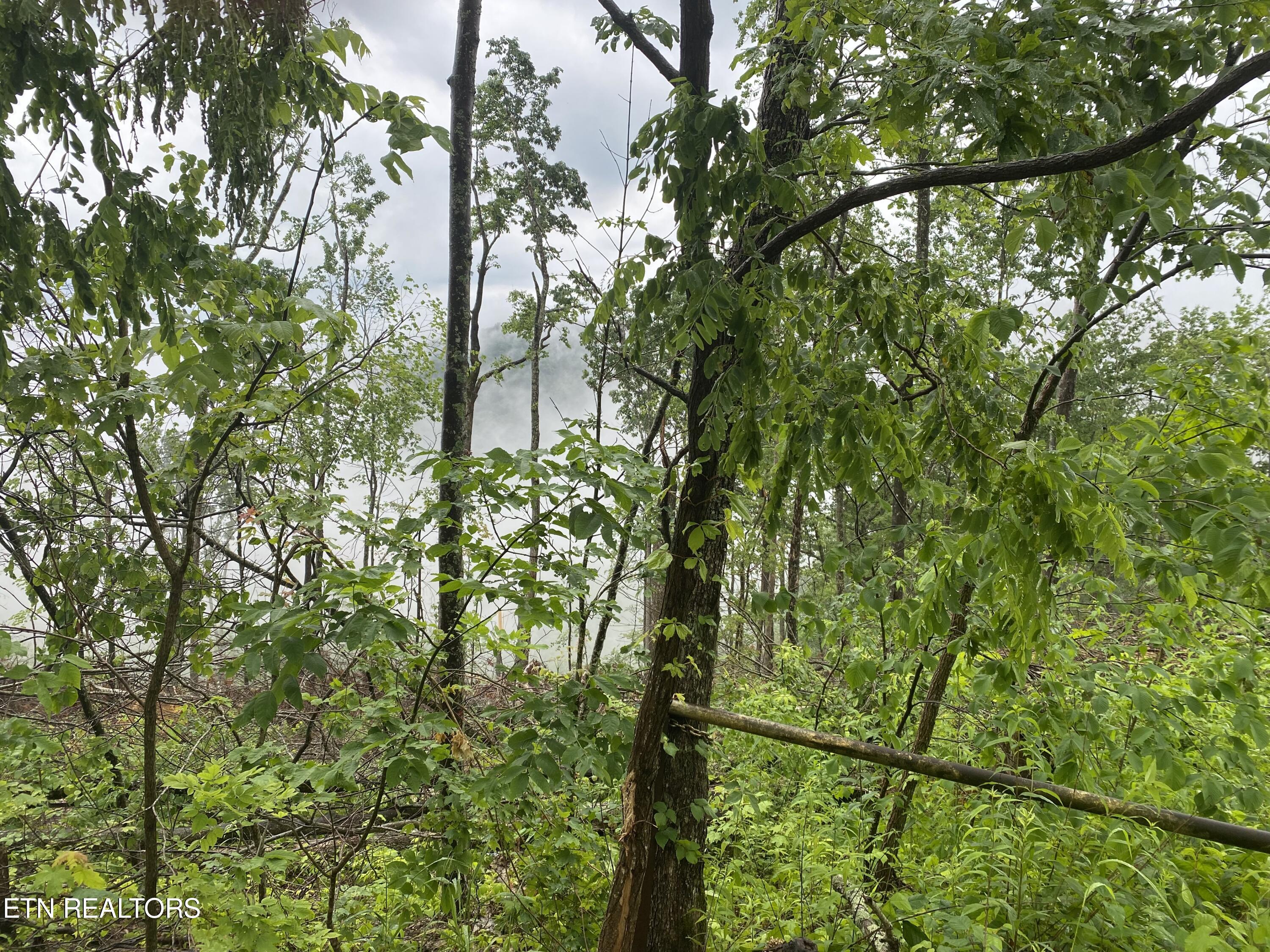 Lot # 11 Stanley Creek Road Oneida TN 37841