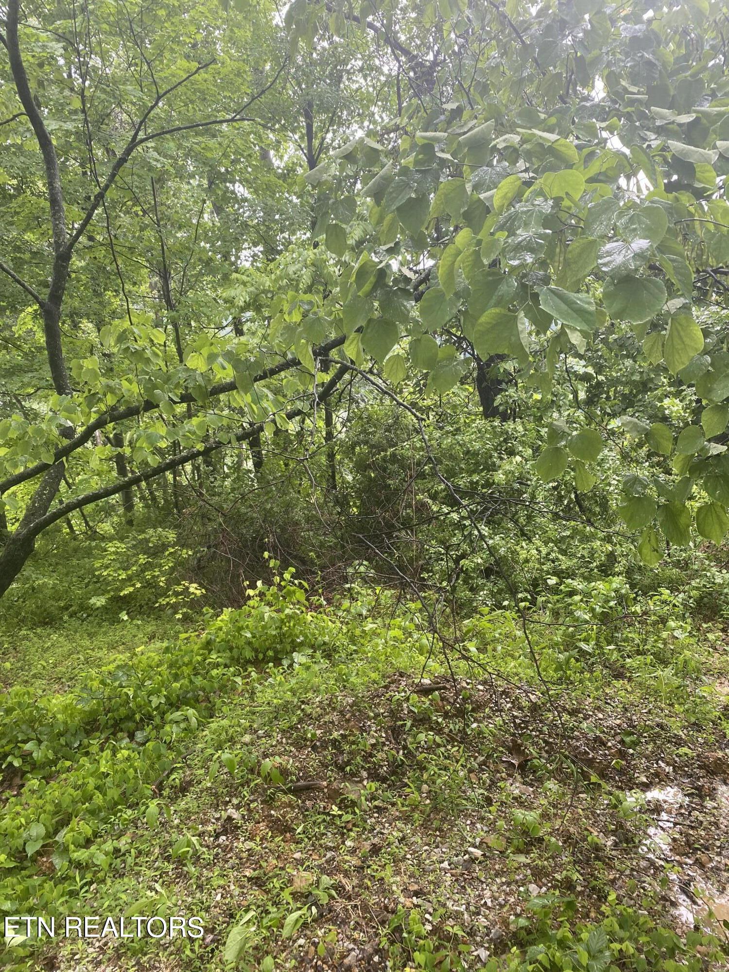 Lot # 11 Stanley Creek Road Oneida TN 37841