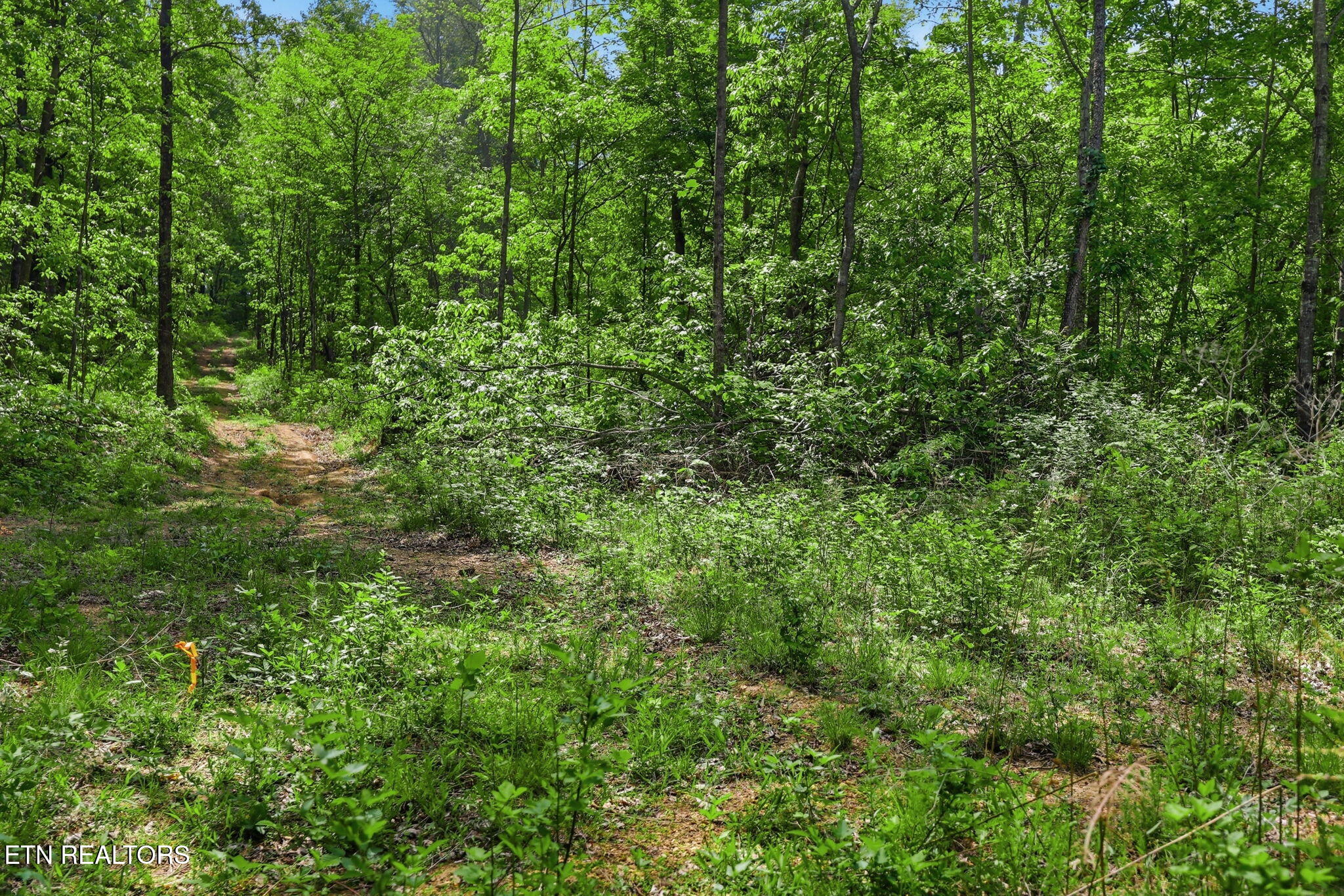 Cove Point Road Lafollette TN 37766