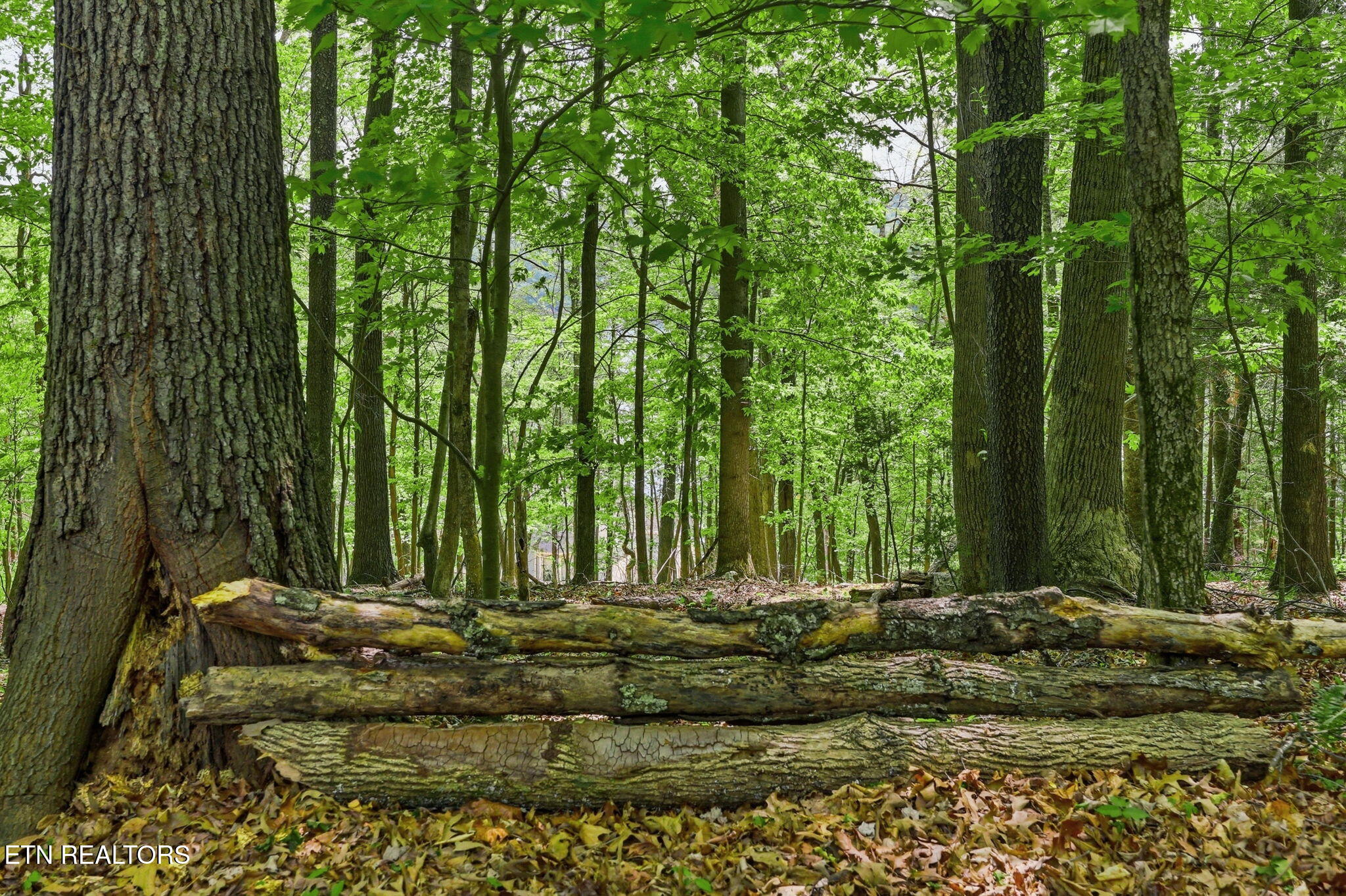 Cove Point Road Lafollette TN 37766