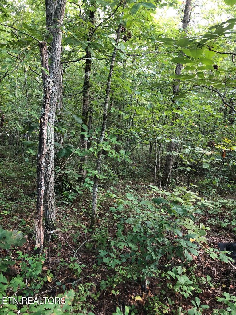 39 Luka Lane Crossville TN 38572