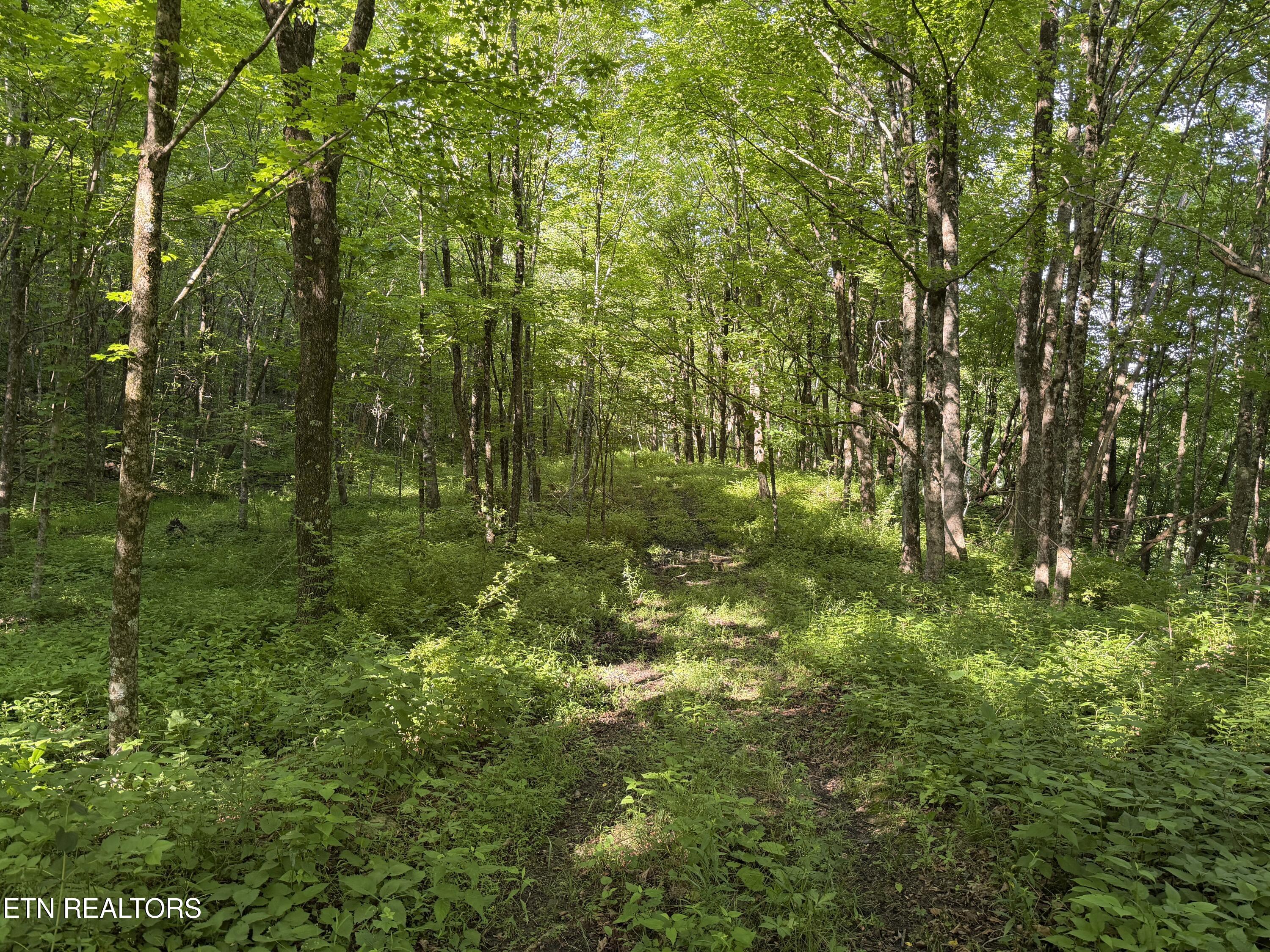 Mountain Road Caryville TN 37714
