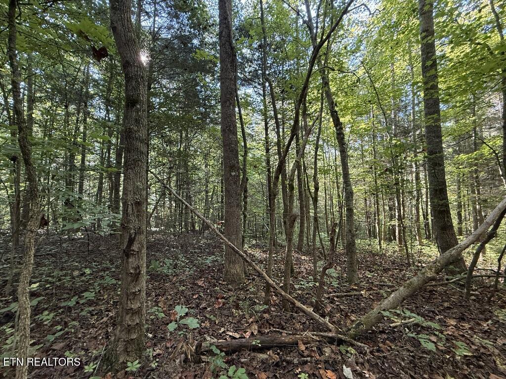 Old Chilhowee Tract 2 Road Seymour TN 37865