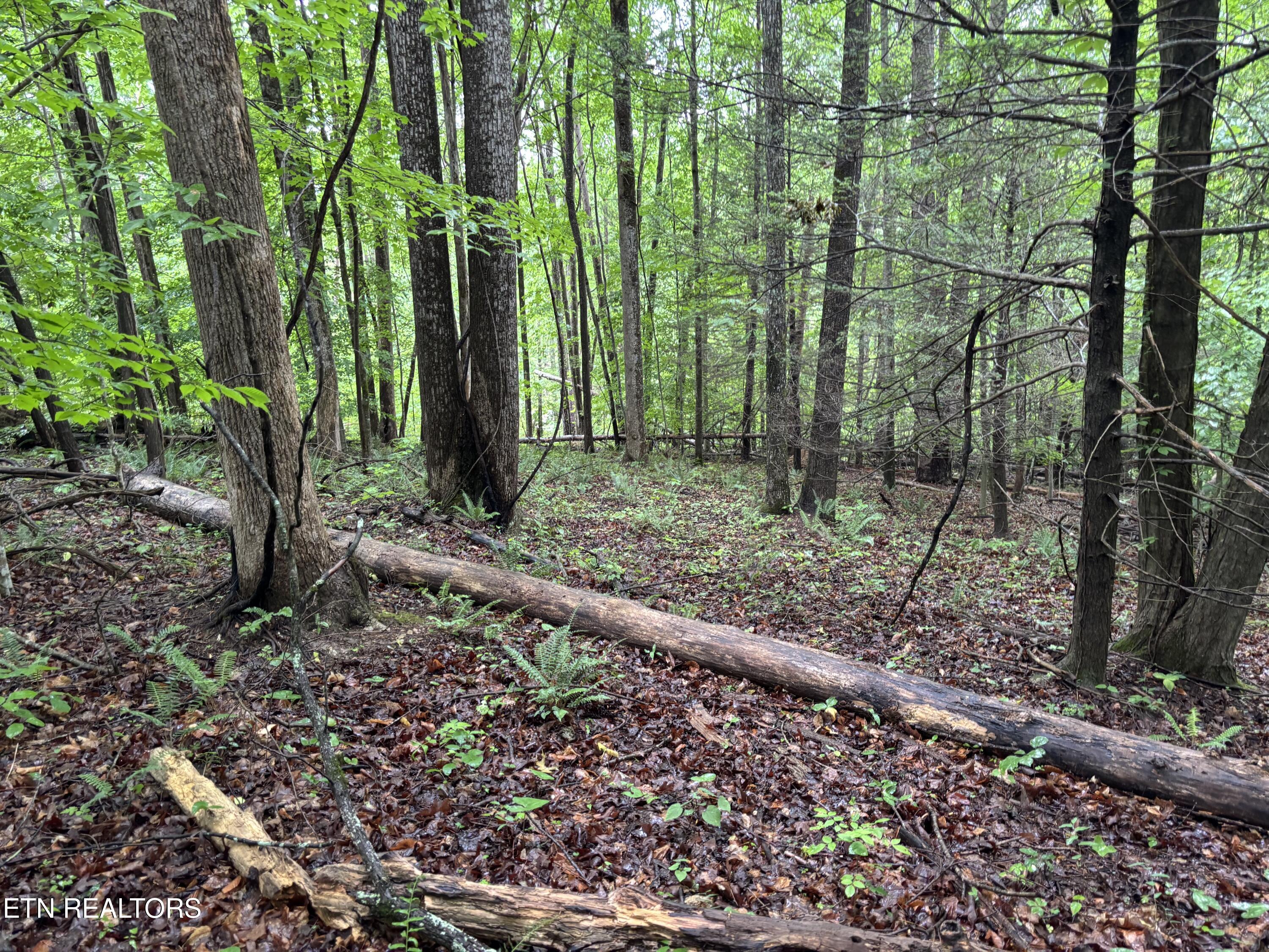 Lakemont Lane Caryville TN 37714