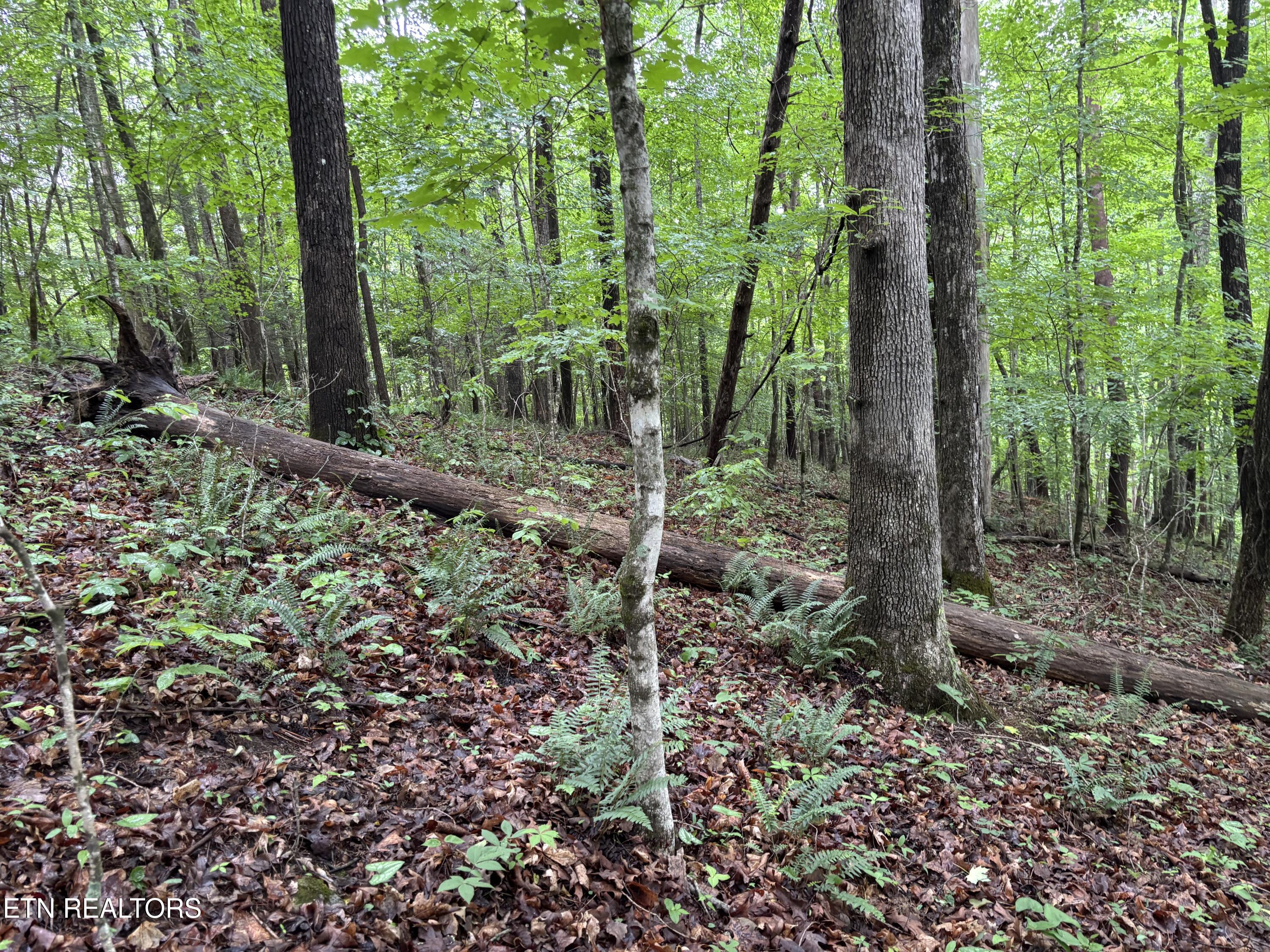 Lakemont Lane Caryville TN 37714