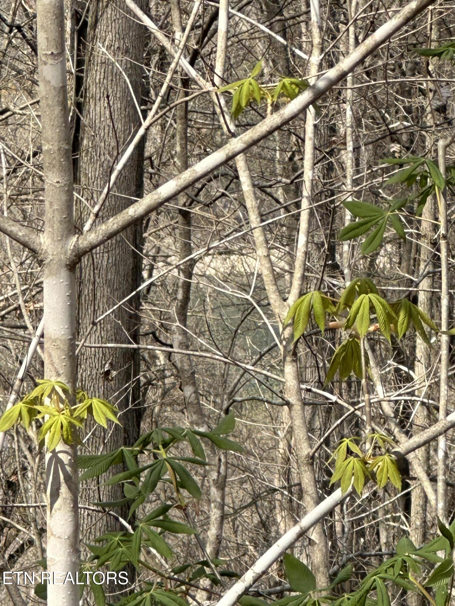 Overton Road, Lot 2 Maynardville TN 37807
