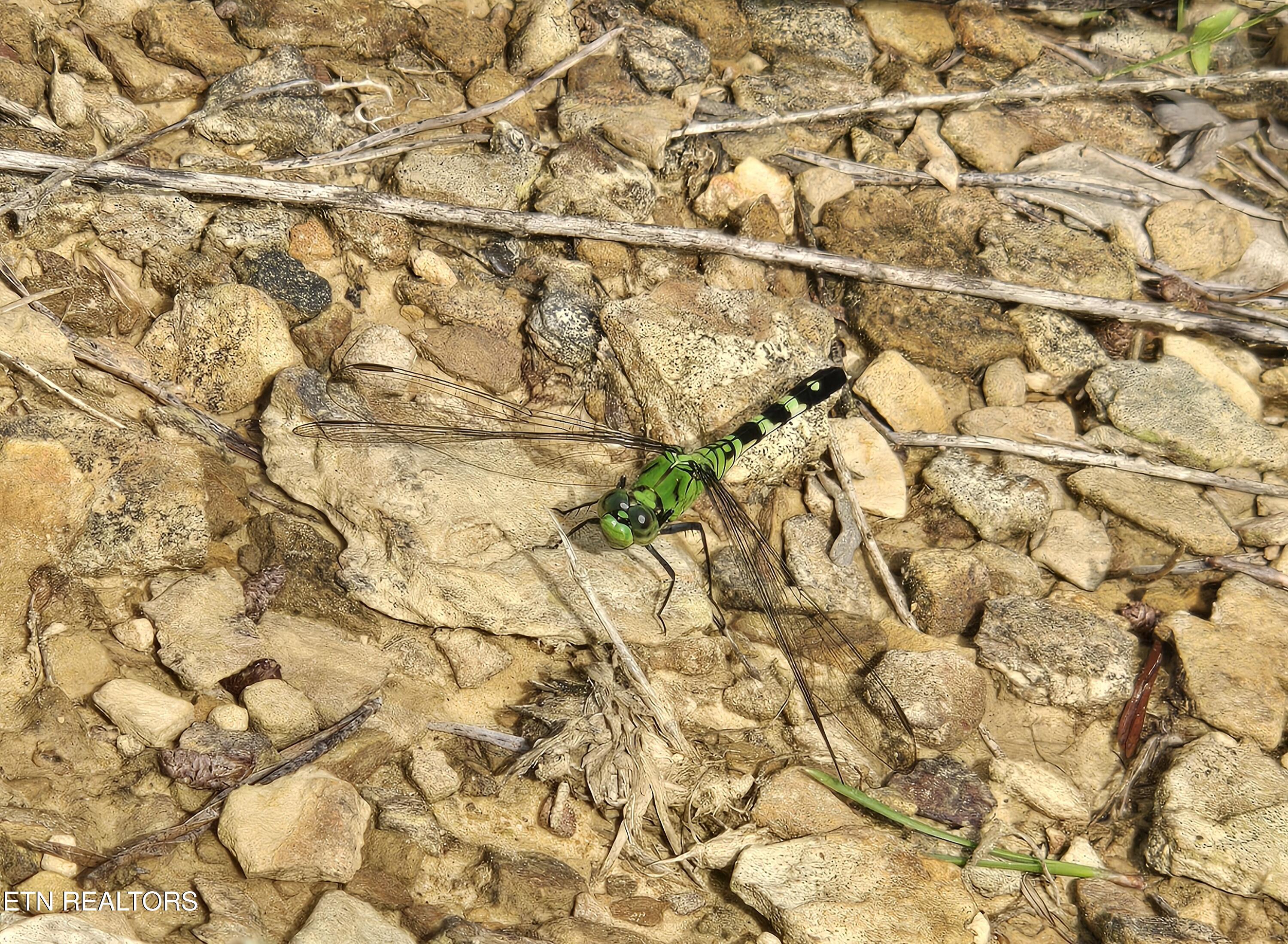 0 Grassy Knob Road Robbins TN 37852