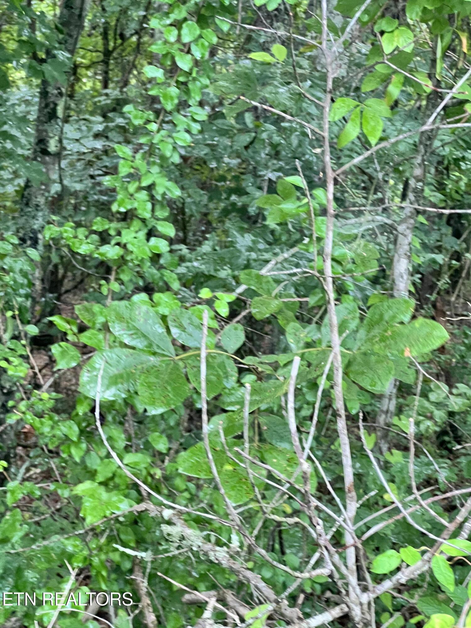 Lot 7 Willie Prigmore Road Decatur TN 37322