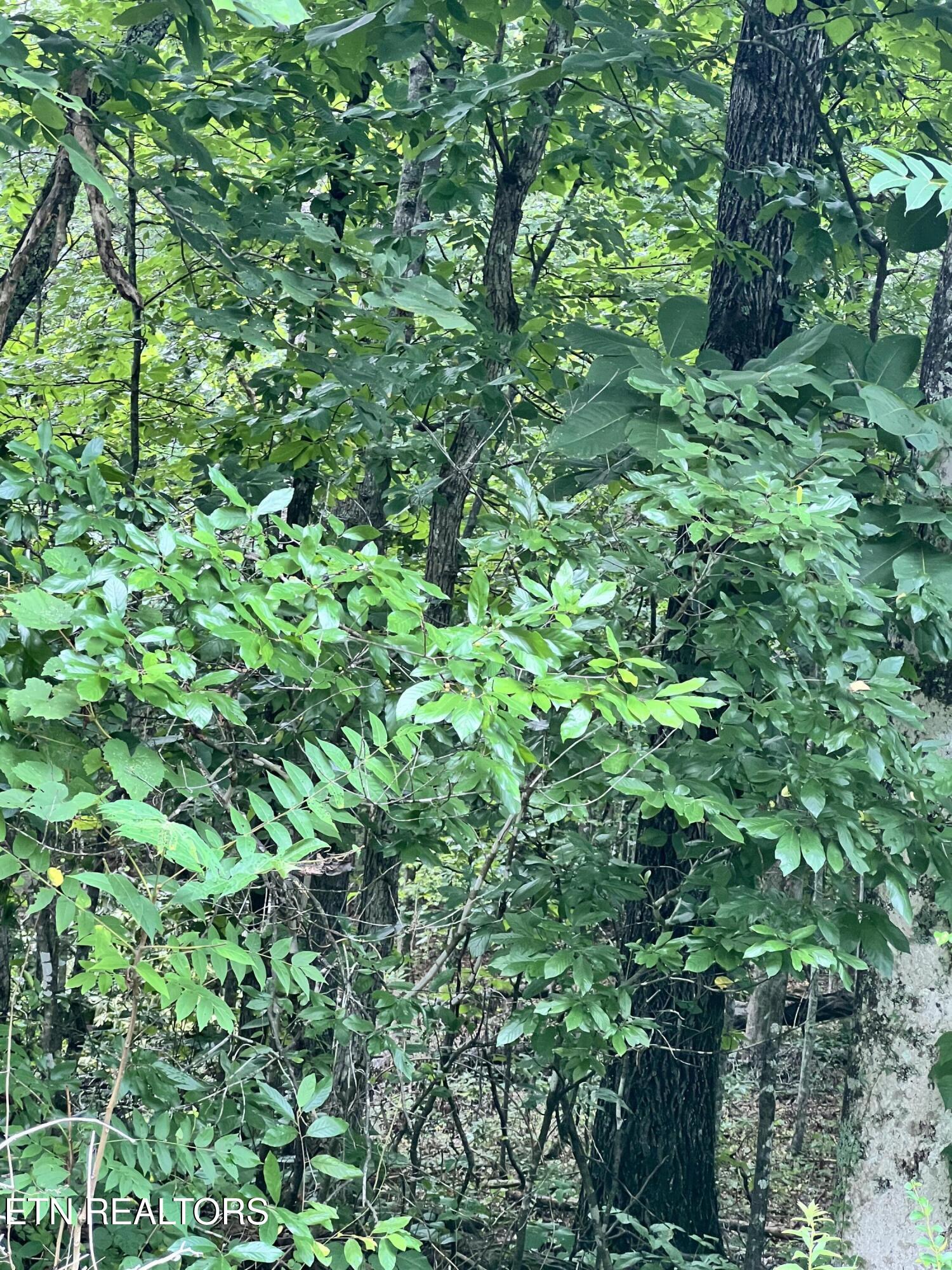 Lot 7 Willie Prigmore Road Decatur TN 37322