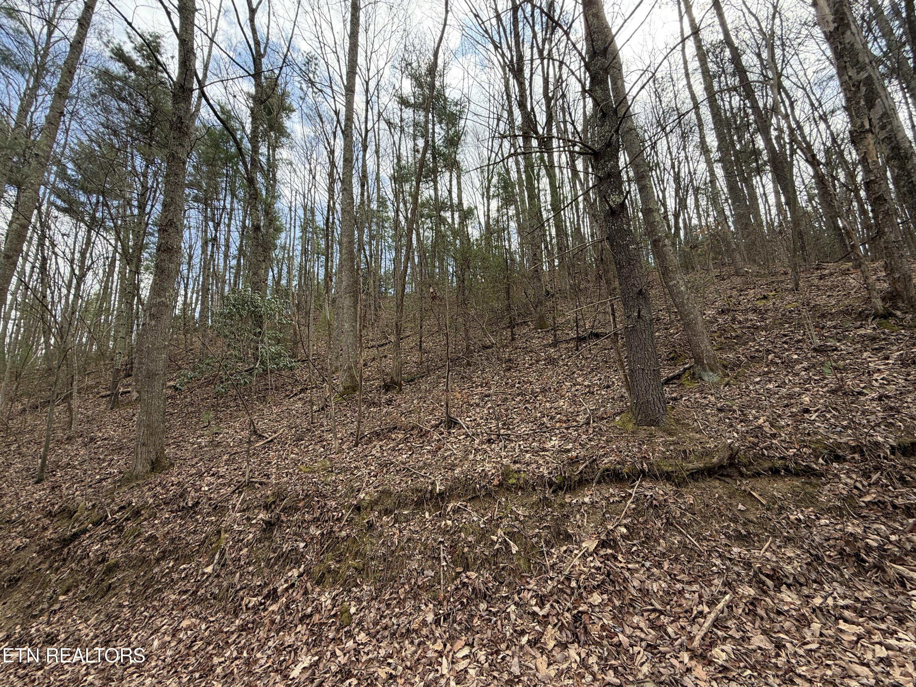 4.01 Reece Hollow Road Del Rio TN 37727