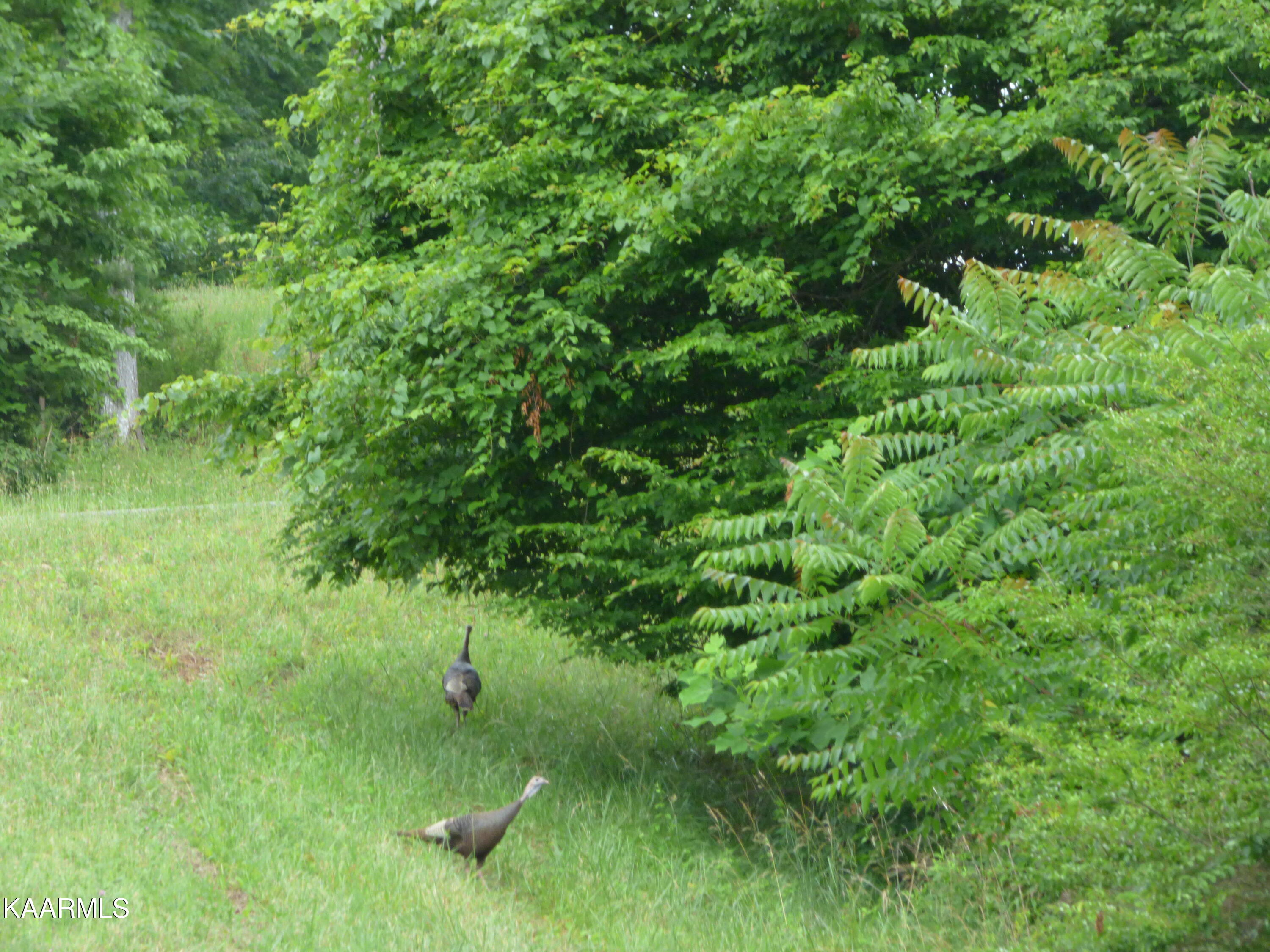 Mica Court Lot #160 New Tazewell TN 37825