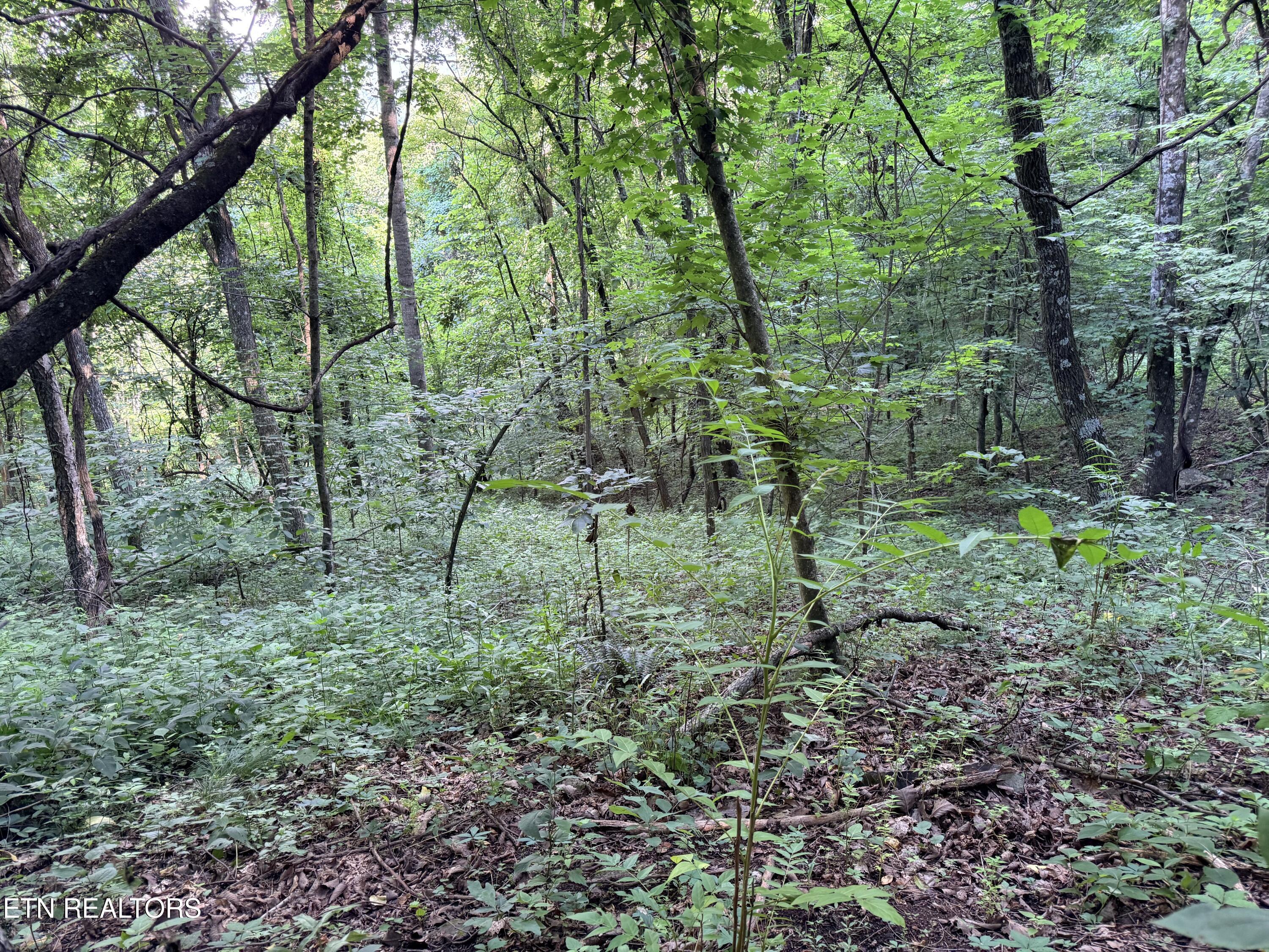 Lot 188 Chimney Rock Road New Tazewell TN 37825
