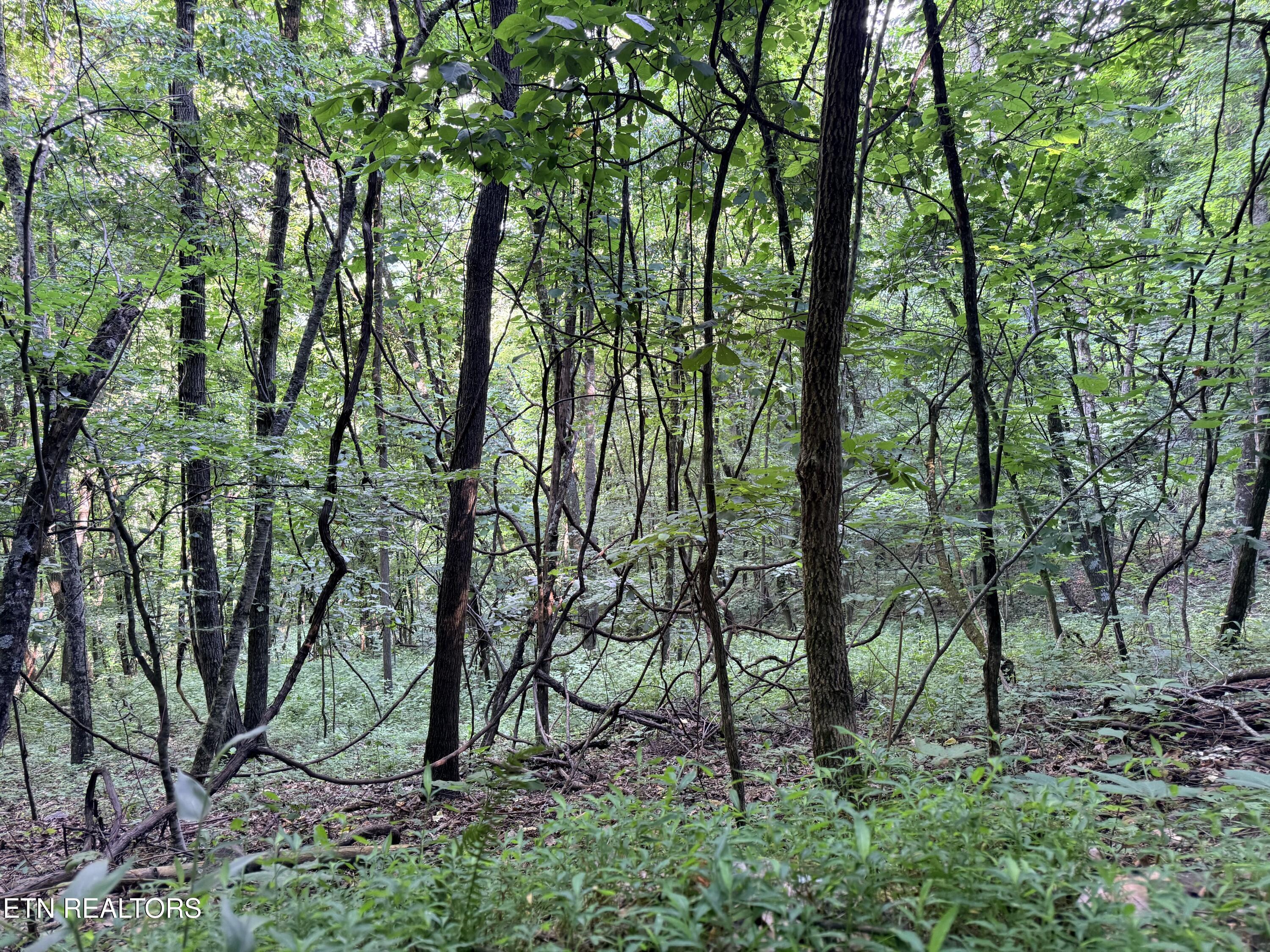 Lot 188 Chimney Rock Road New Tazewell TN 37825