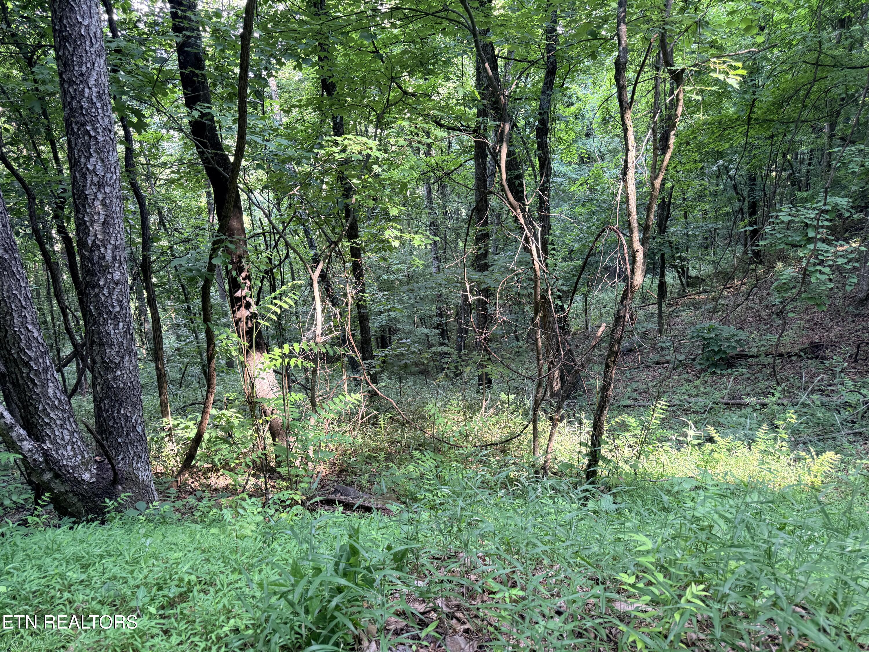 Lot 188 Chimney Rock Road New Tazewell TN 37825