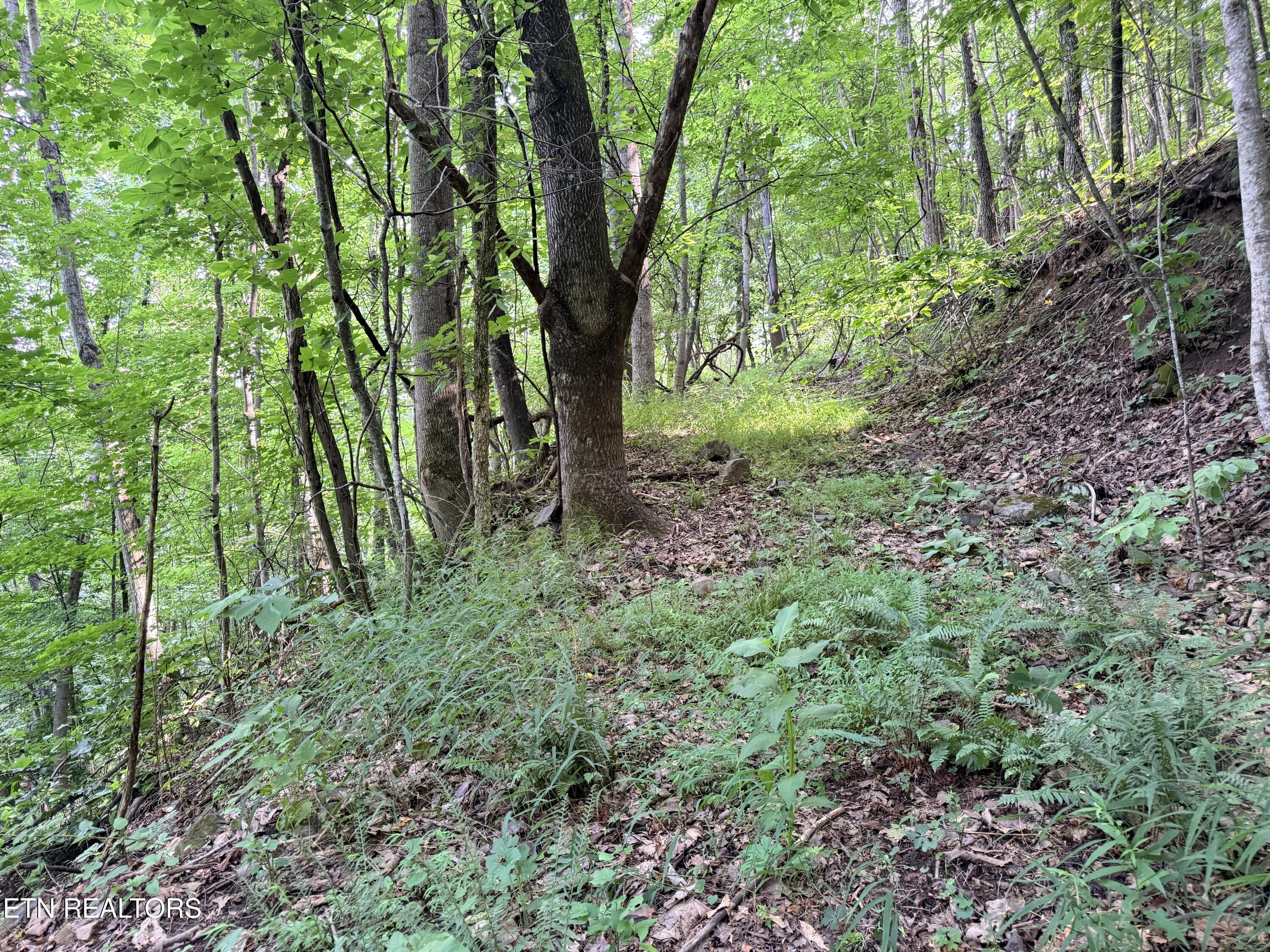 Lot 188 Chimney Rock Road New Tazewell TN 37825