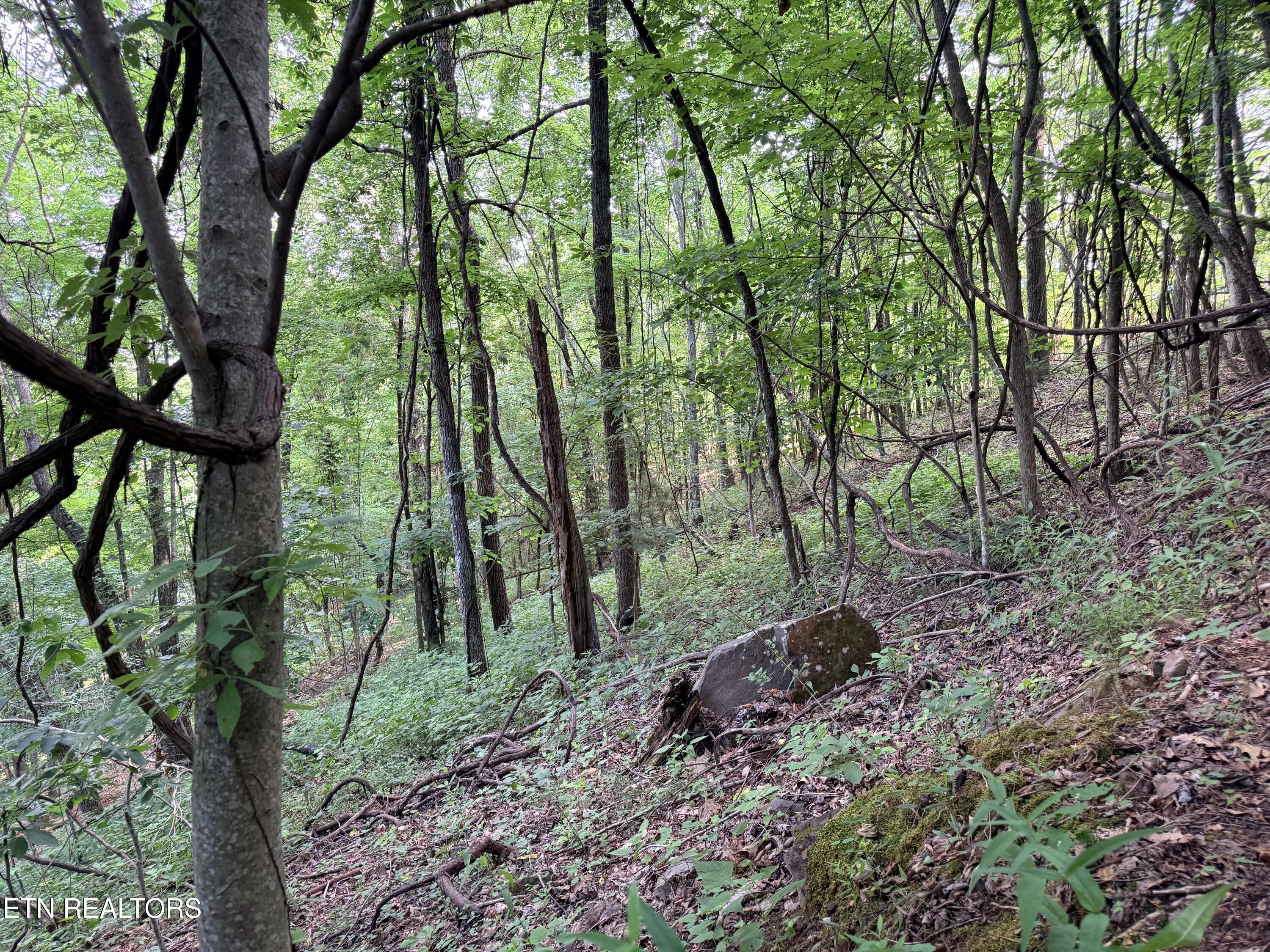 Lot 188 Chimney Rock Road New Tazewell TN 37825