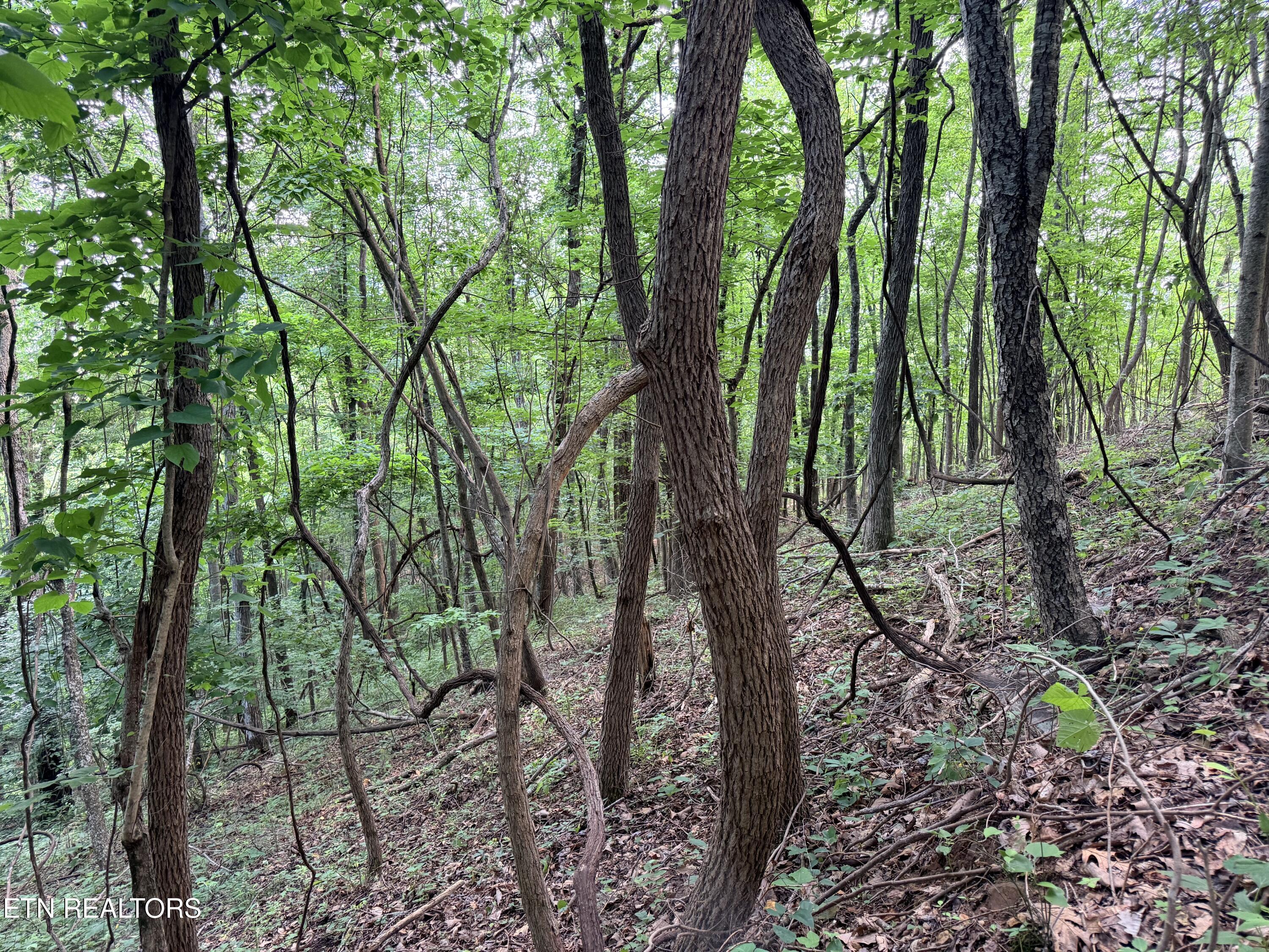 Lot 188 Chimney Rock Road New Tazewell TN 37825