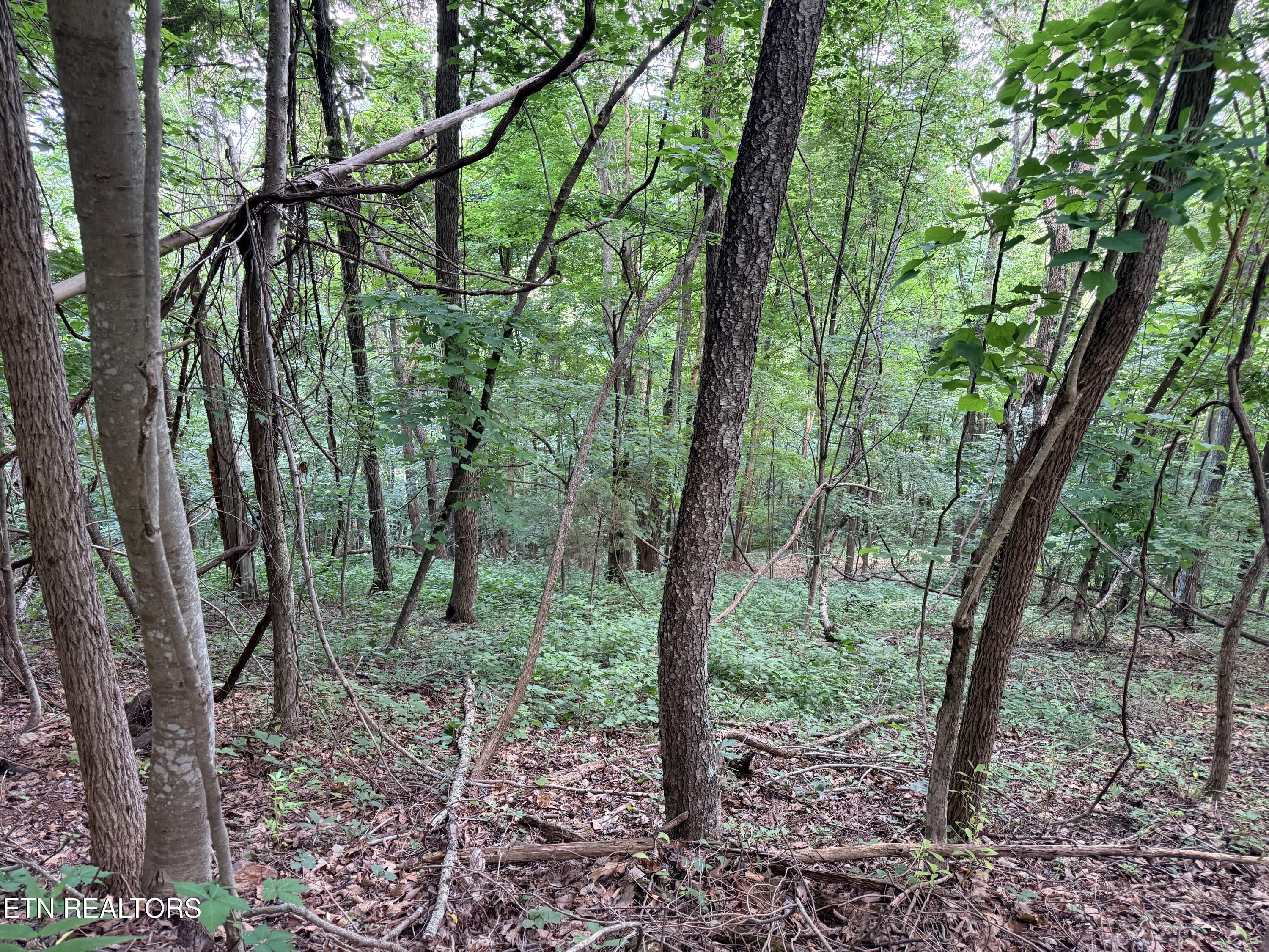 Lot 188 Chimney Rock Road New Tazewell TN 37825