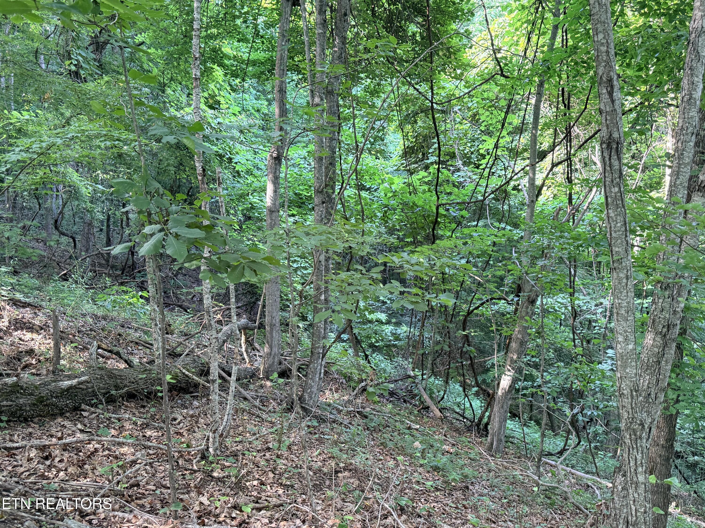 Lot 188 Chimney Rock Road New Tazewell TN 37825