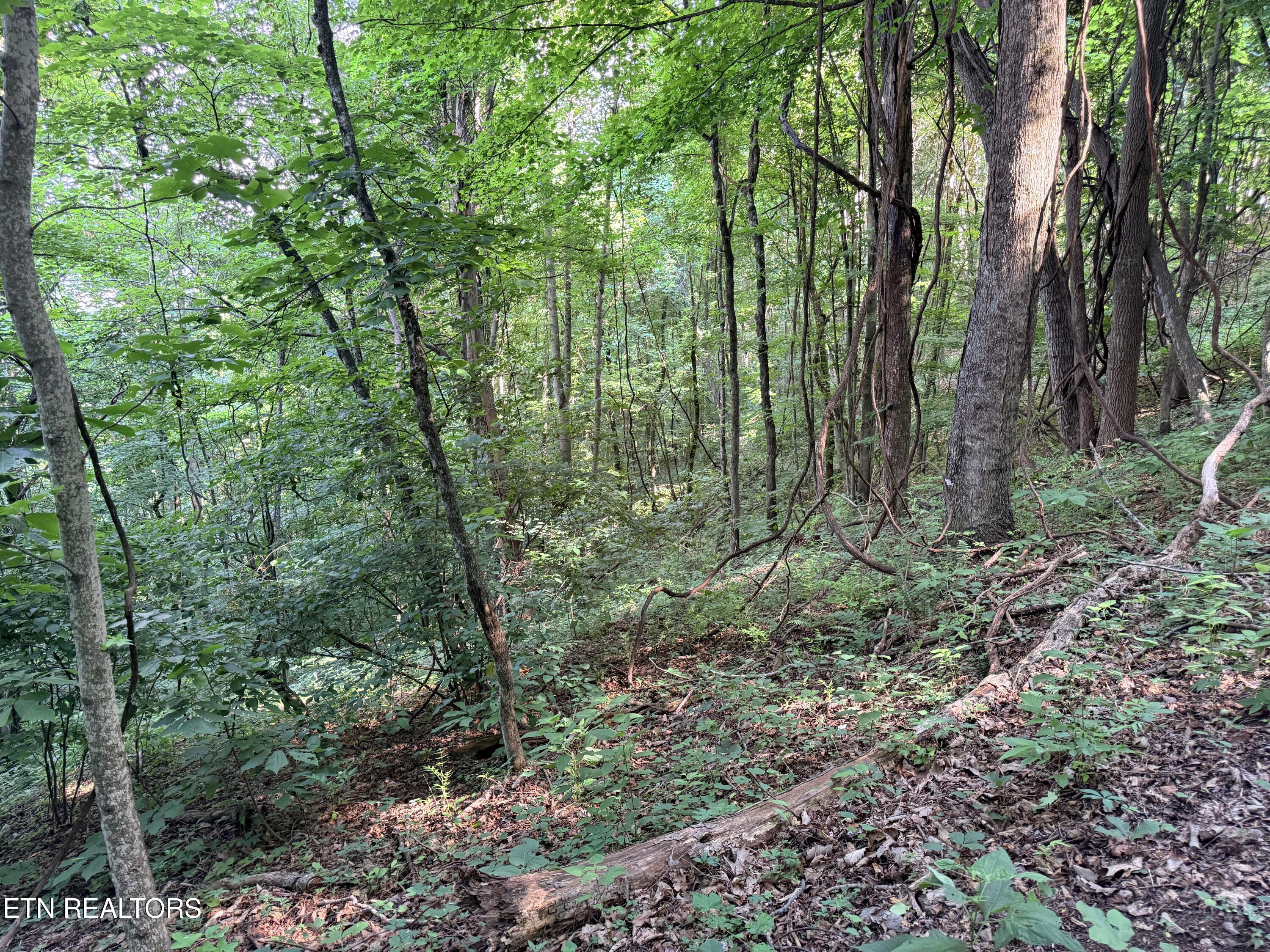 Lot 188 Chimney Rock Road New Tazewell TN 37825
