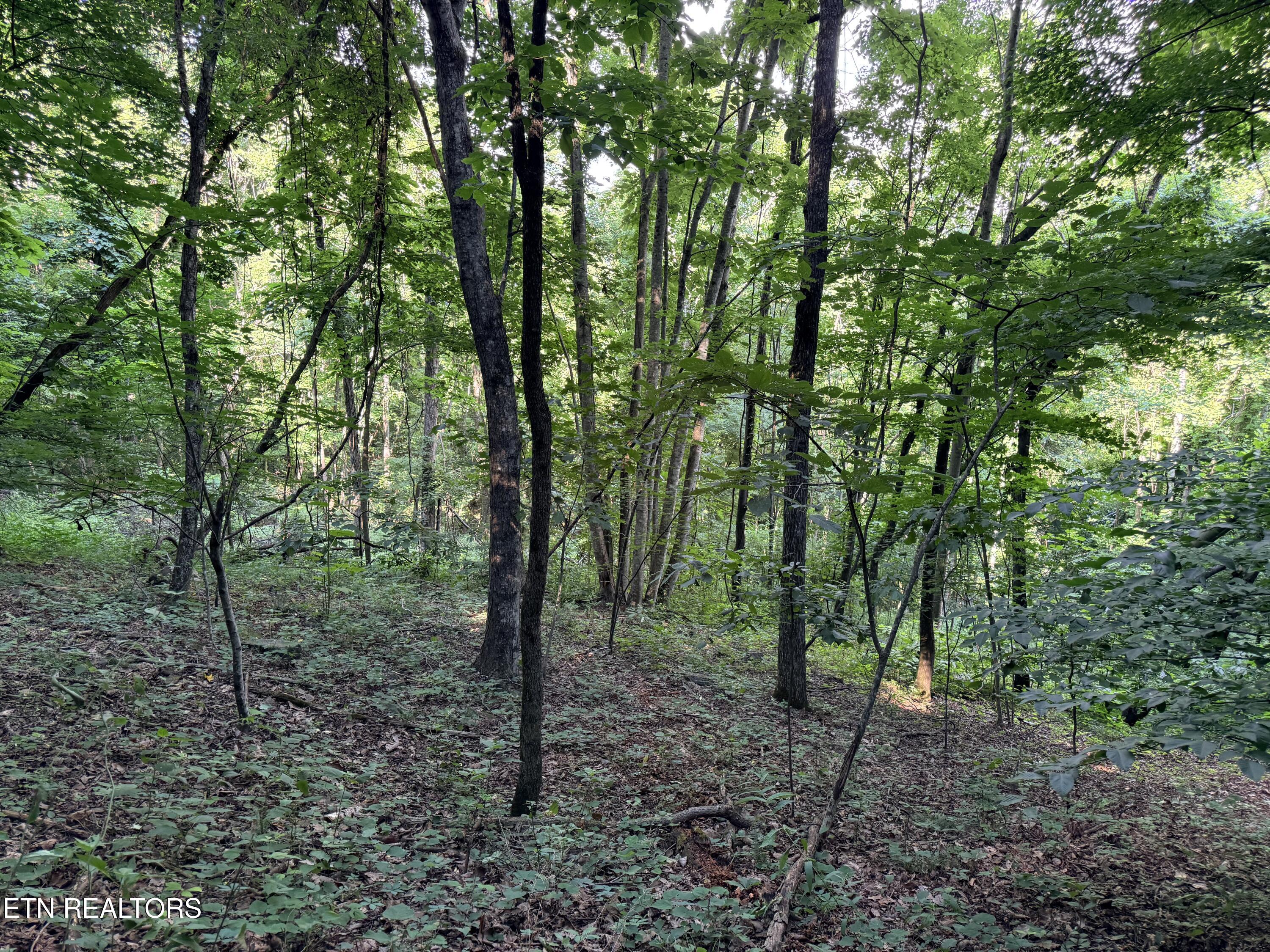 Lot 188 Chimney Rock Road New Tazewell TN 37825