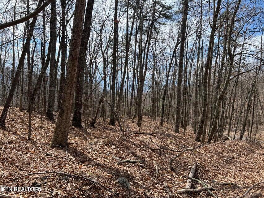 Swann Saddle Sevierville TN 37876