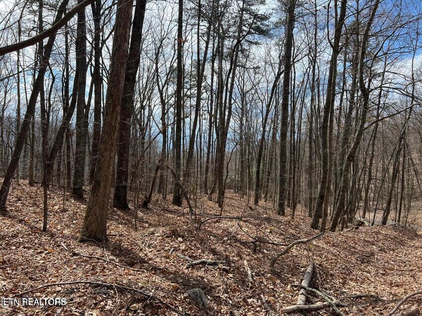 Swann Saddle Sevierville TN 37876