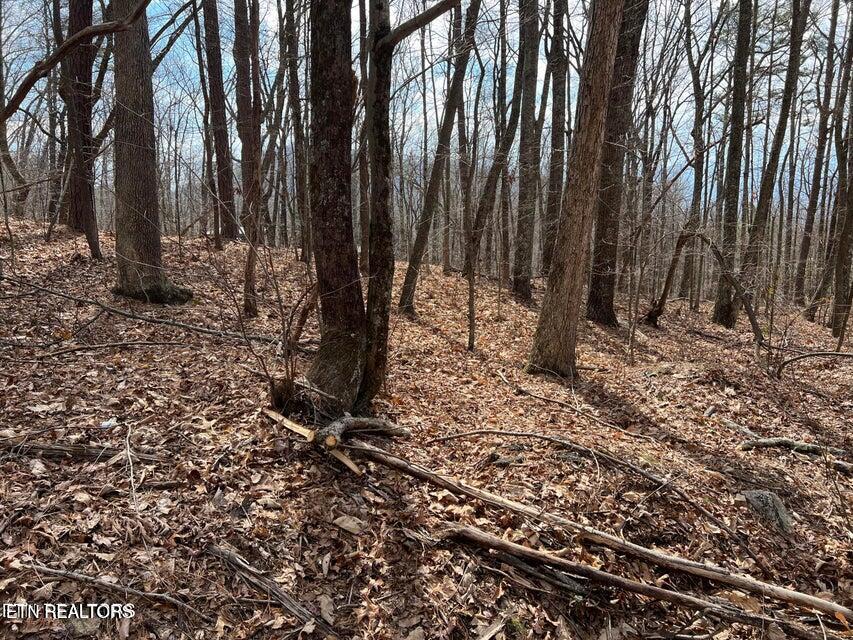 Swann Saddle Sevierville TN 37876