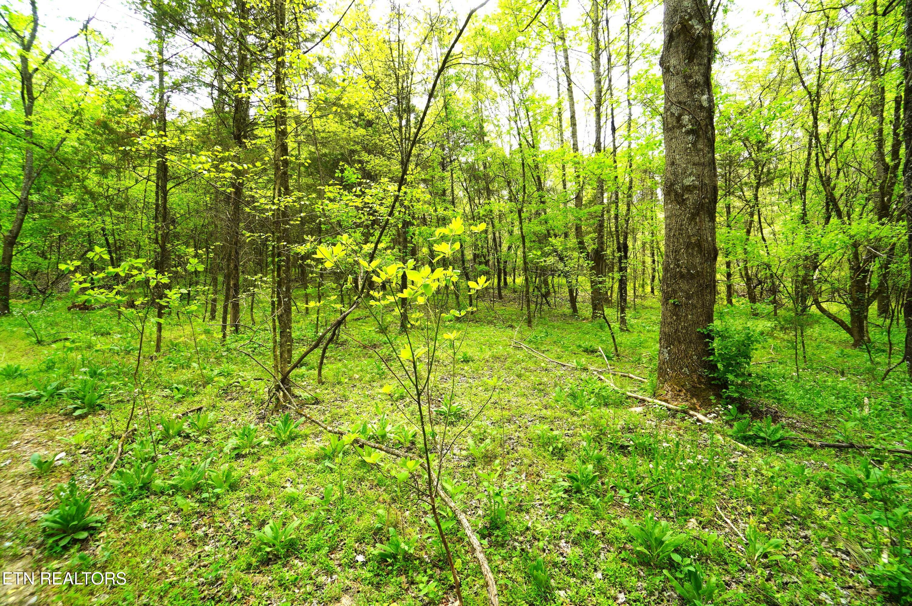 Tract 19 Pleasant View Cemetery Road New Market TN 37820