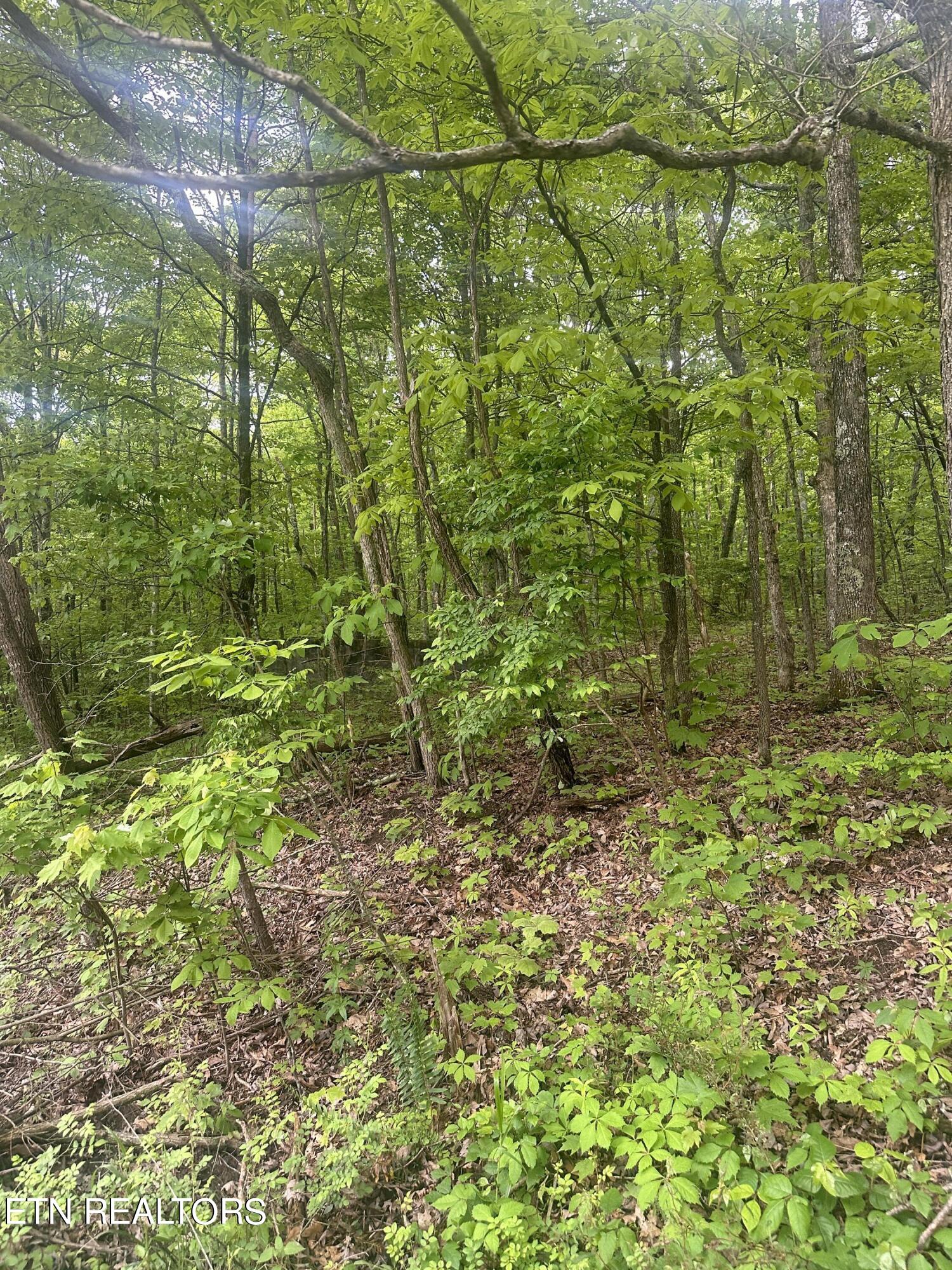 Applewood Drive Crab Orchard TN 37723