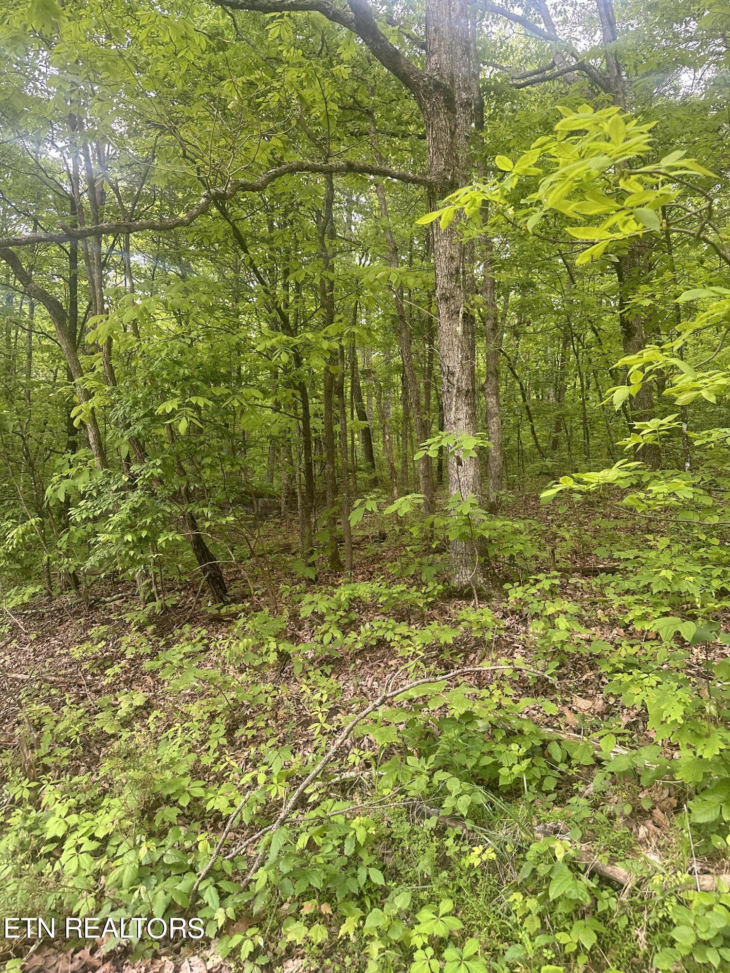 Applewood Drive Crab Orchard TN 37723