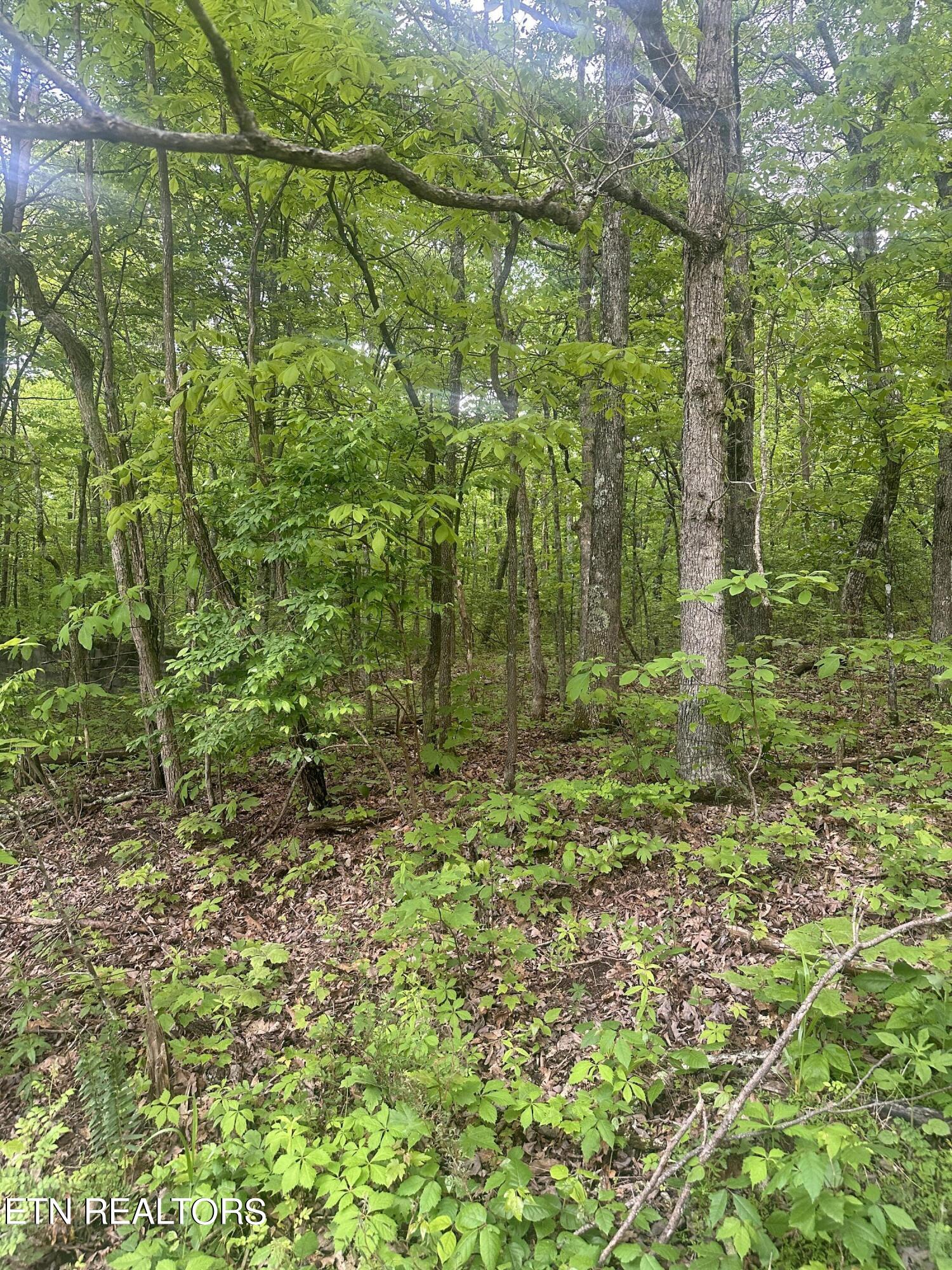 Applewood Drive Crab Orchard TN 37723