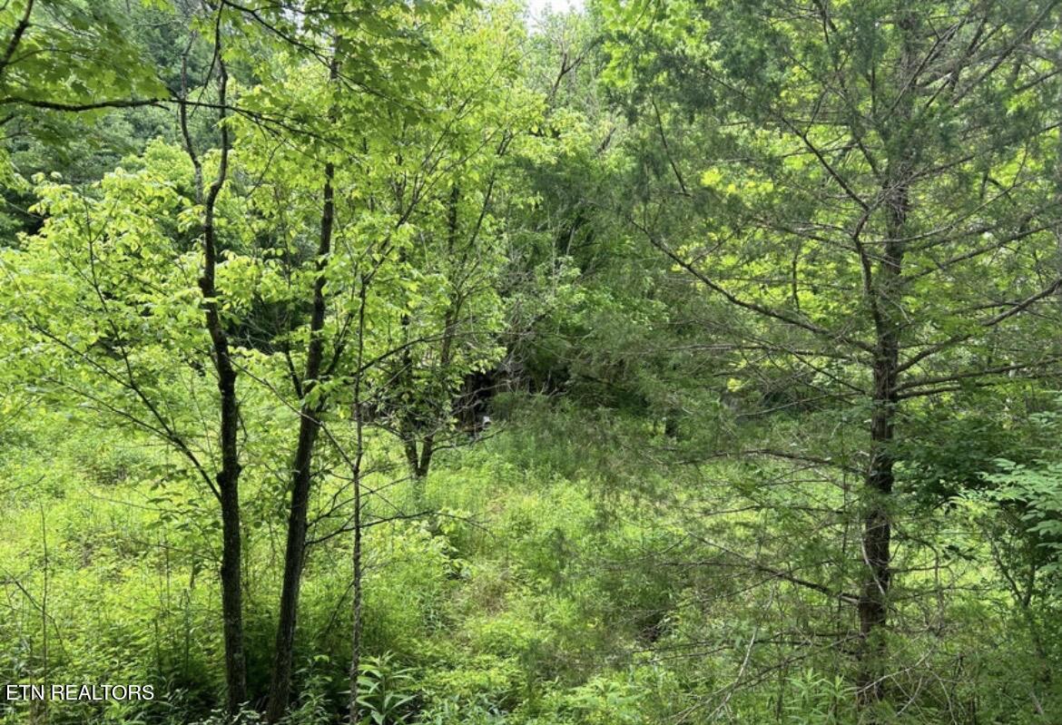4438 Bruce Ogle Way Pigeon Forge TN 37863