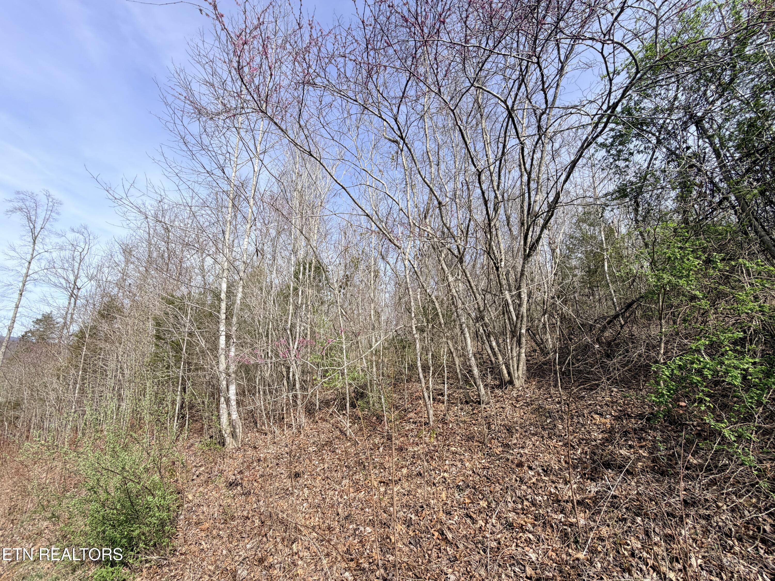 Lot 110 Harness Lane Speedwell TN 37870