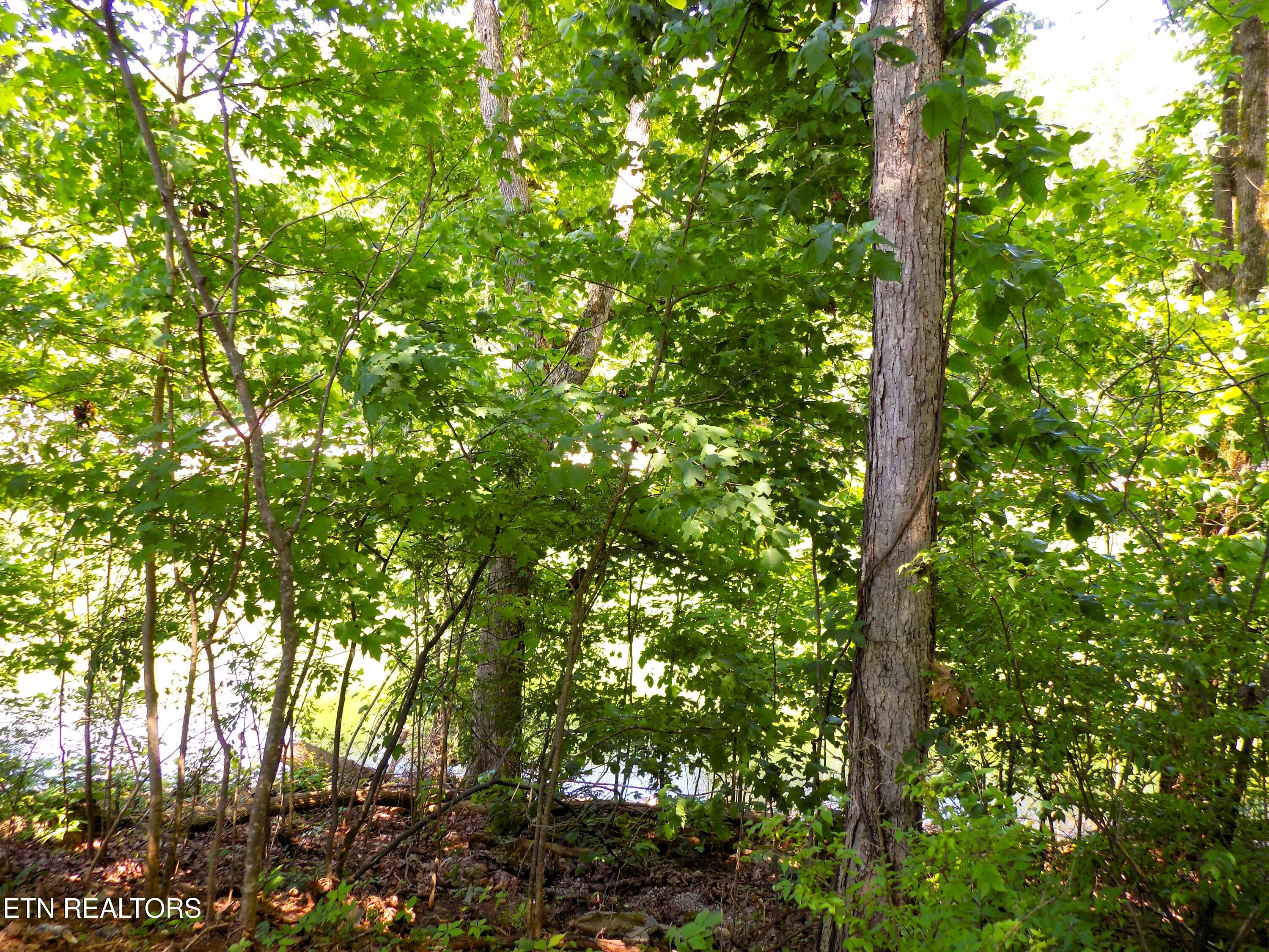 Lot 13 Shorewood Point Morristown TN 37814