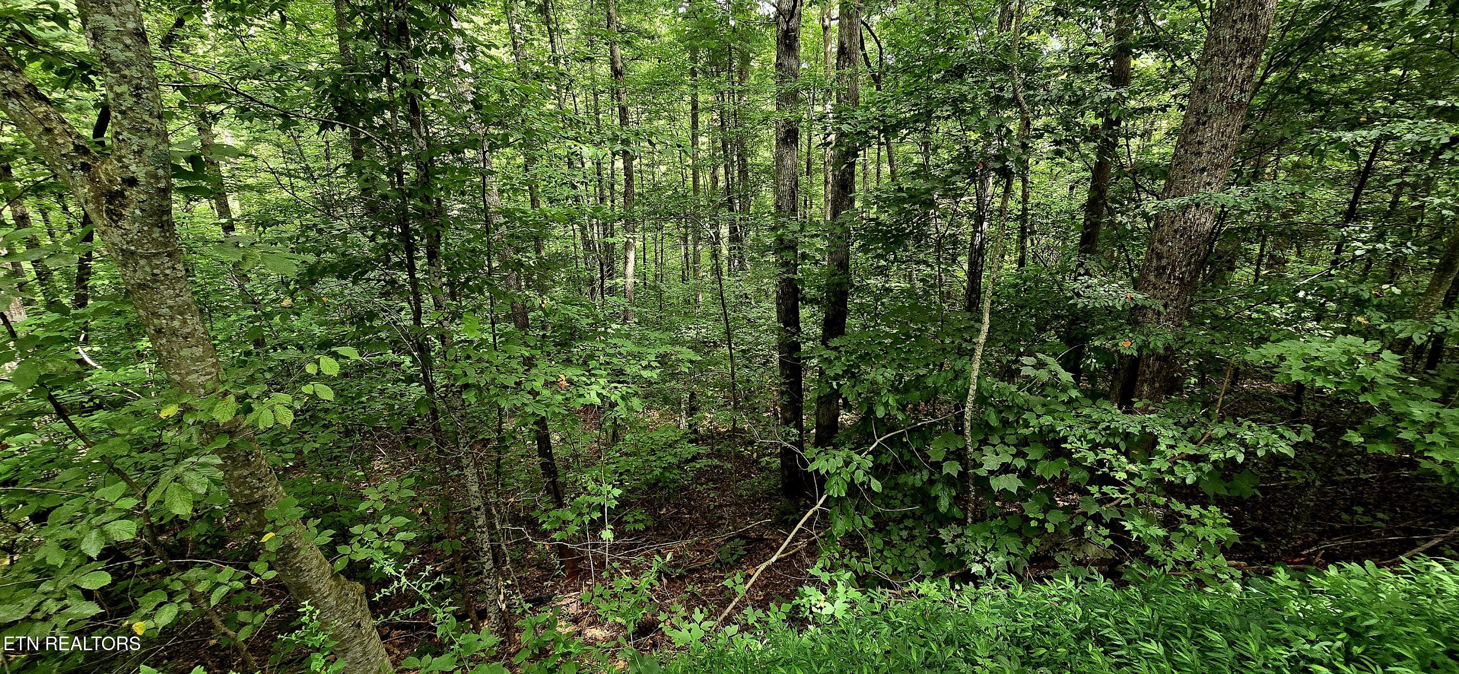 491 Chetola Trail Townsend TN 37882