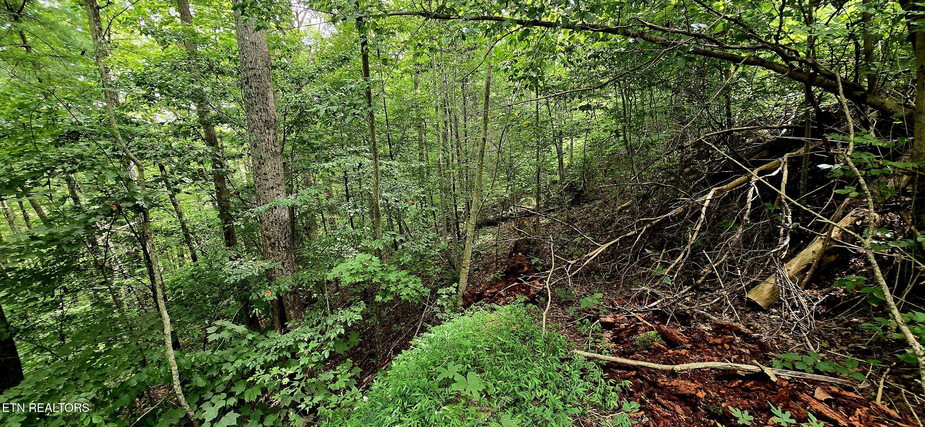 491 Chetola Trail Townsend TN 37882