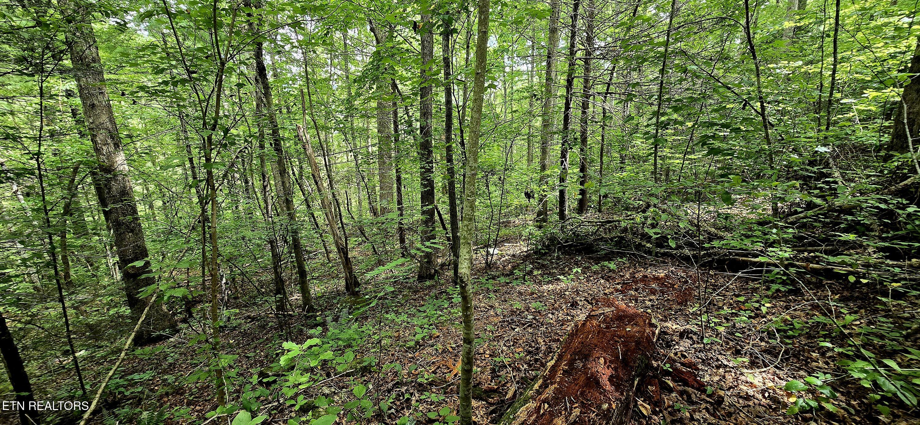 491 Chetola Trail Townsend TN 37882