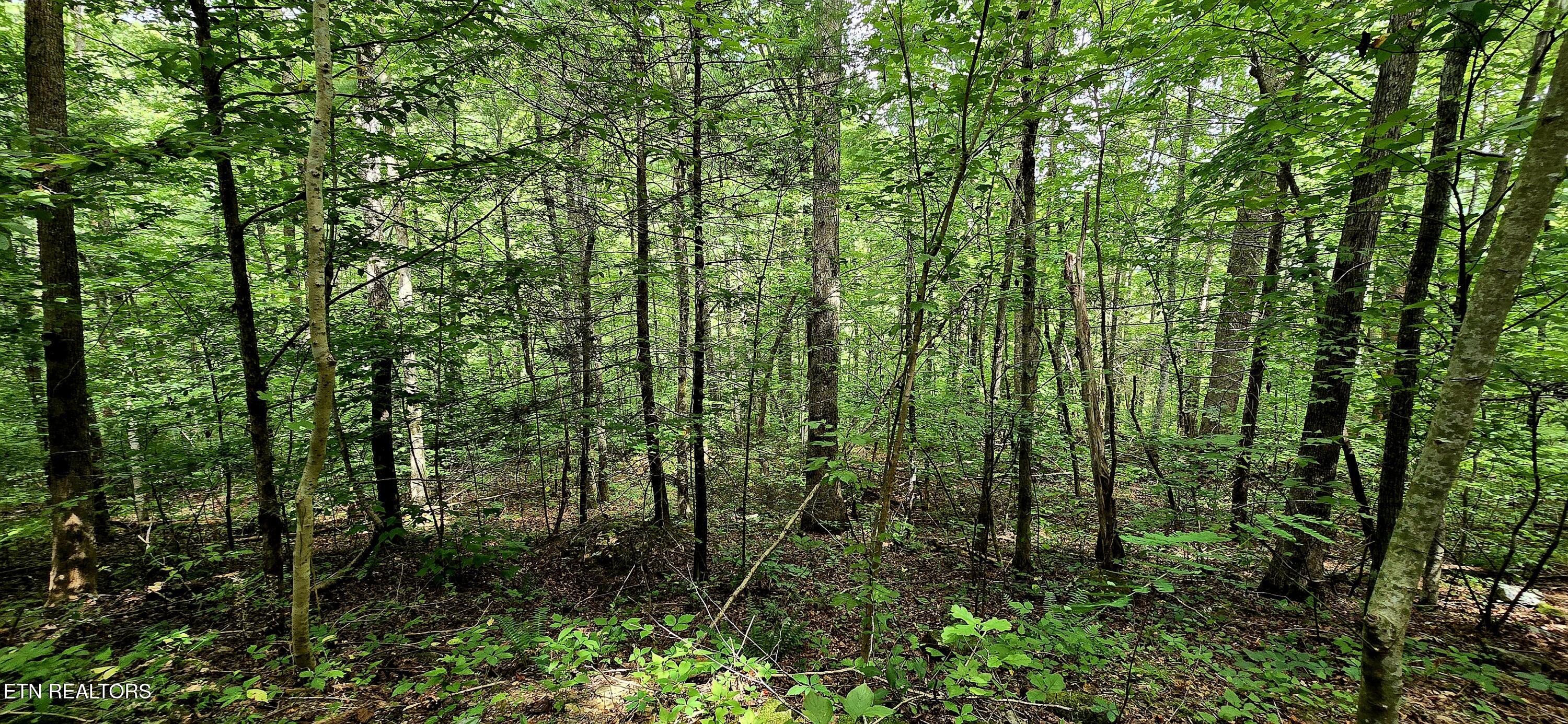 491 Chetola Trail Townsend TN 37882