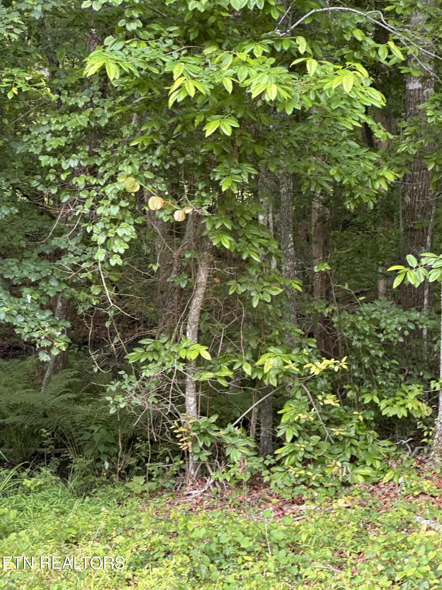 3031 Shawnee Road Crossville TN 38572